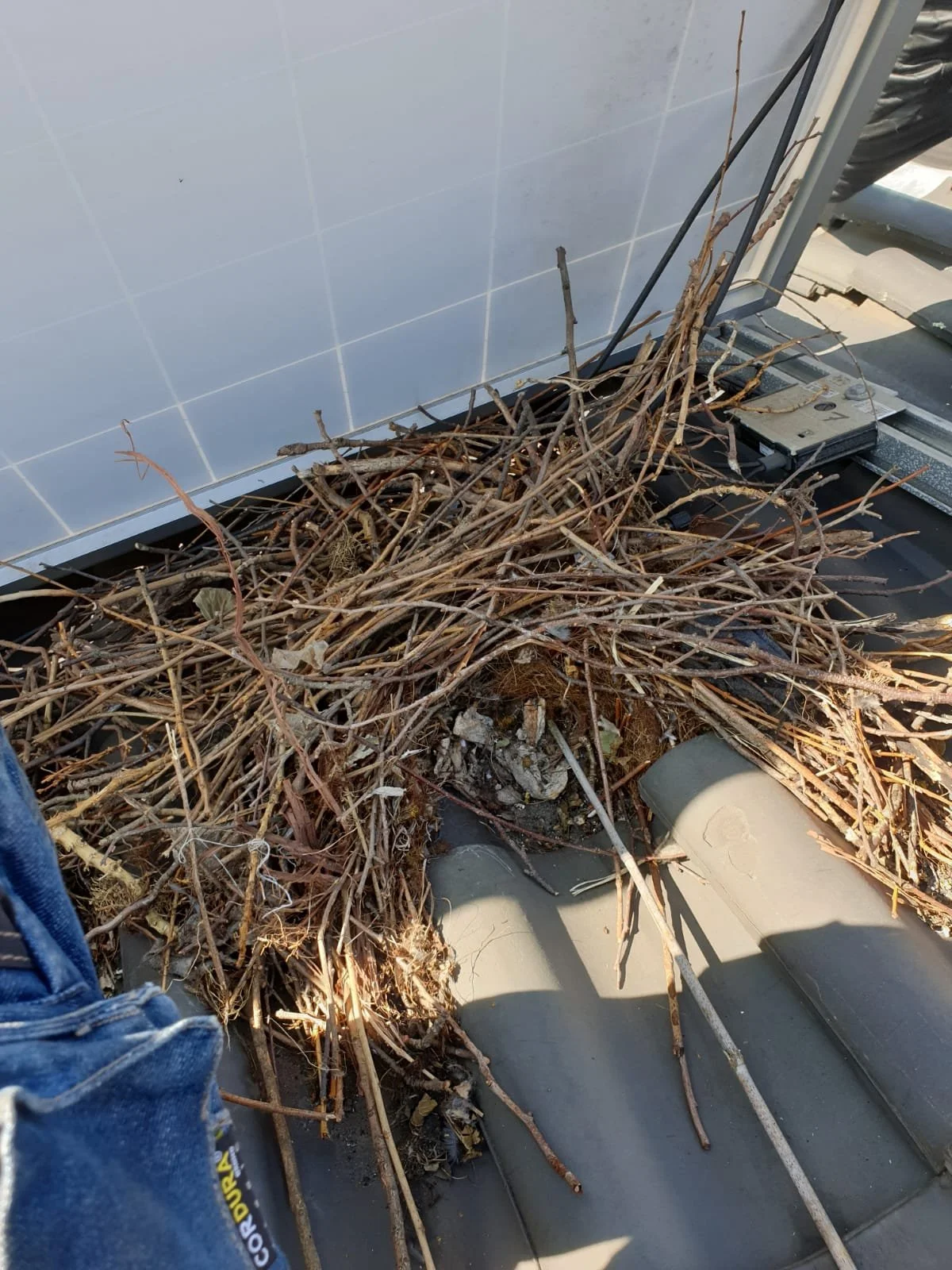 BirdBlocker nest 10.jpeg