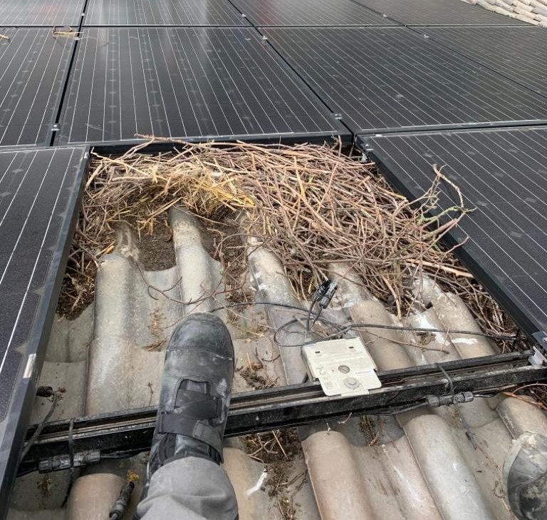 BirdBlocker nest 11.jpg