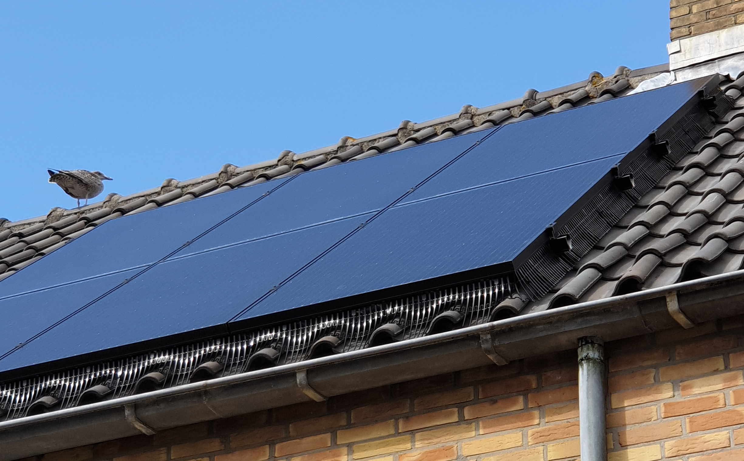 Een dak met zonnepanelen en een trekduif op de dakrand onder een heldere blauwe lucht.