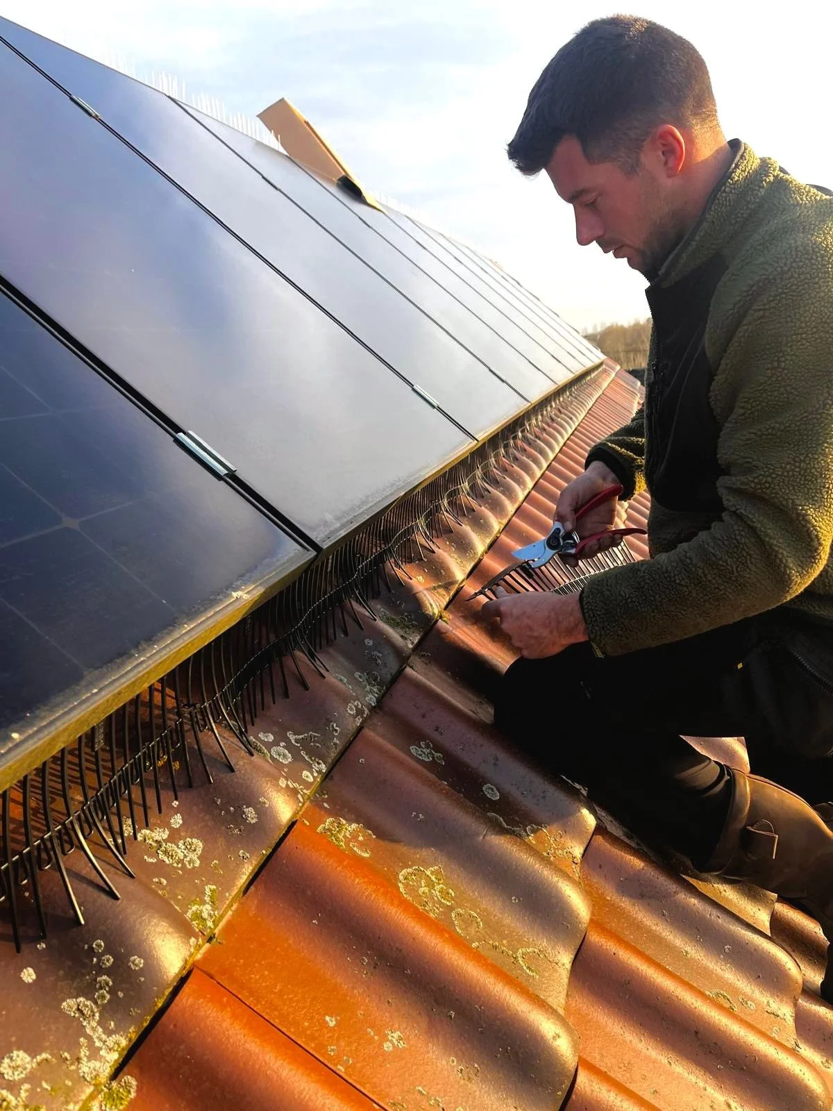 Man die een zonnepaneel installeert of onderhoudt tijdens zonsondergang. Vogelwering installatie zonnepaneel.