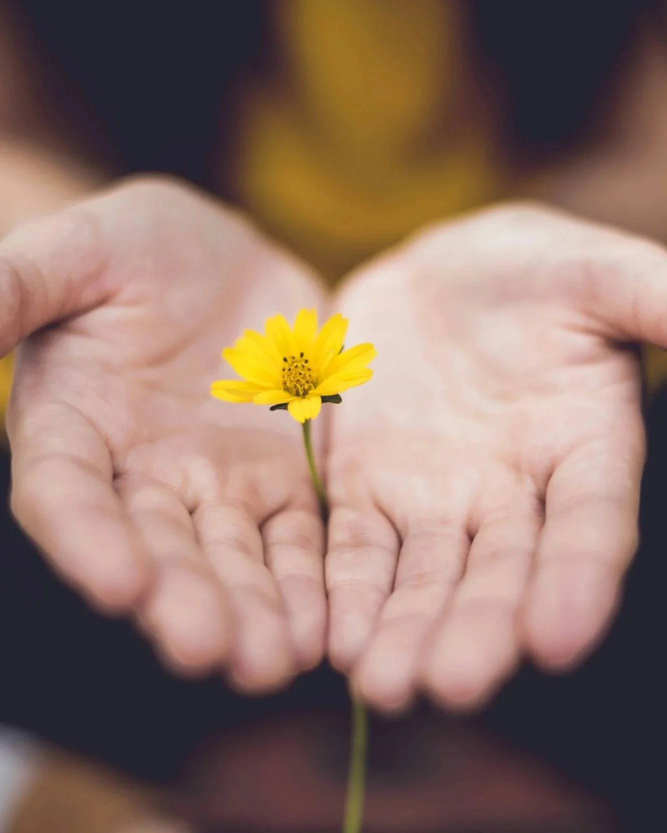 Person holding a small yellow flower with both hands, palms up.