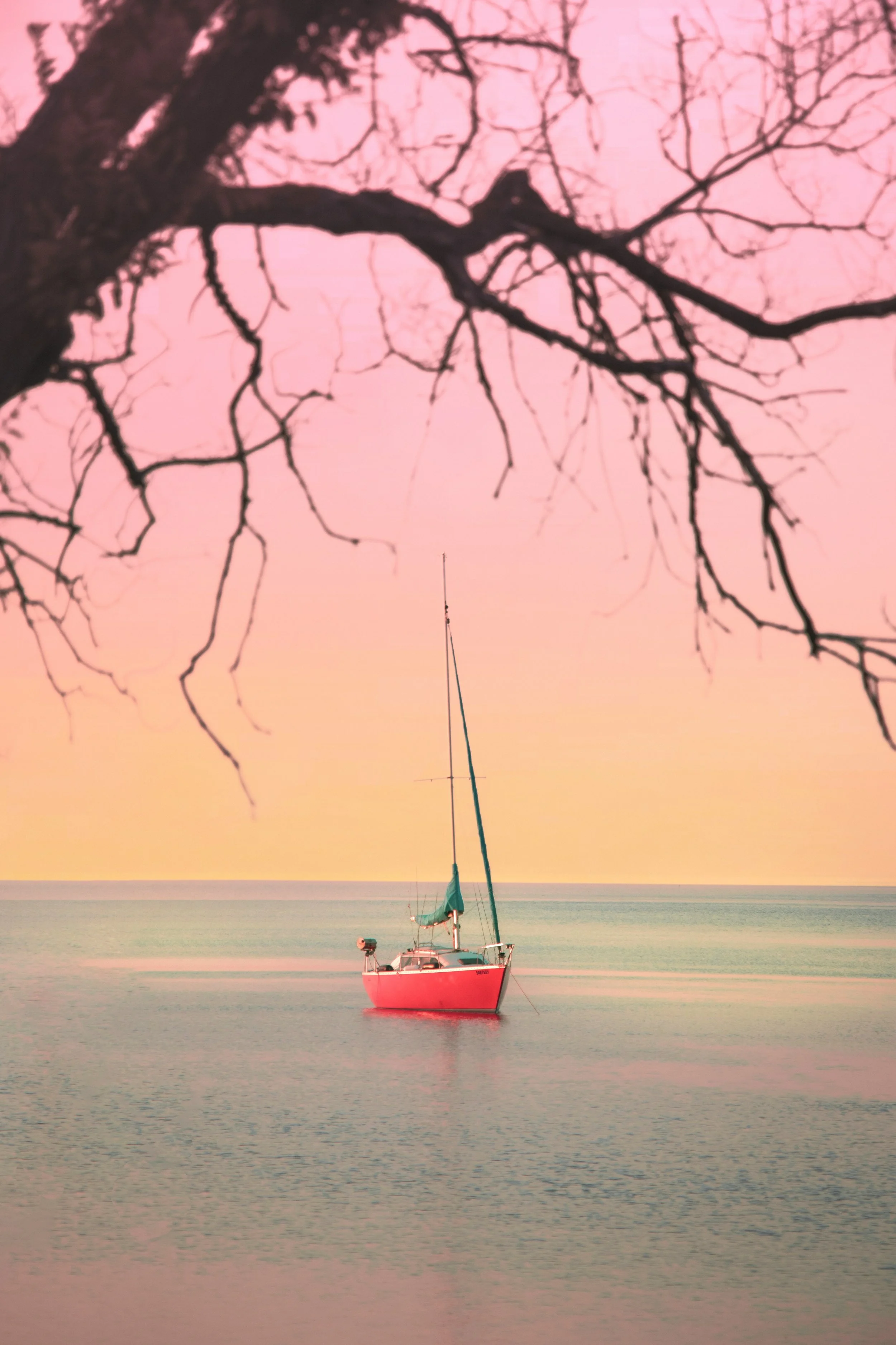 A sailboat floating on calm water during sunset with a pink and yellow sky, and a large leafless tree branch in the foreground.