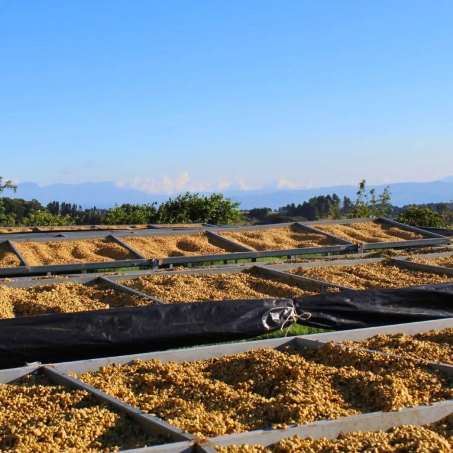 Espresso Roast. Geisha Fermented & Washed, Monte Brisas, Costa Rica (250g)