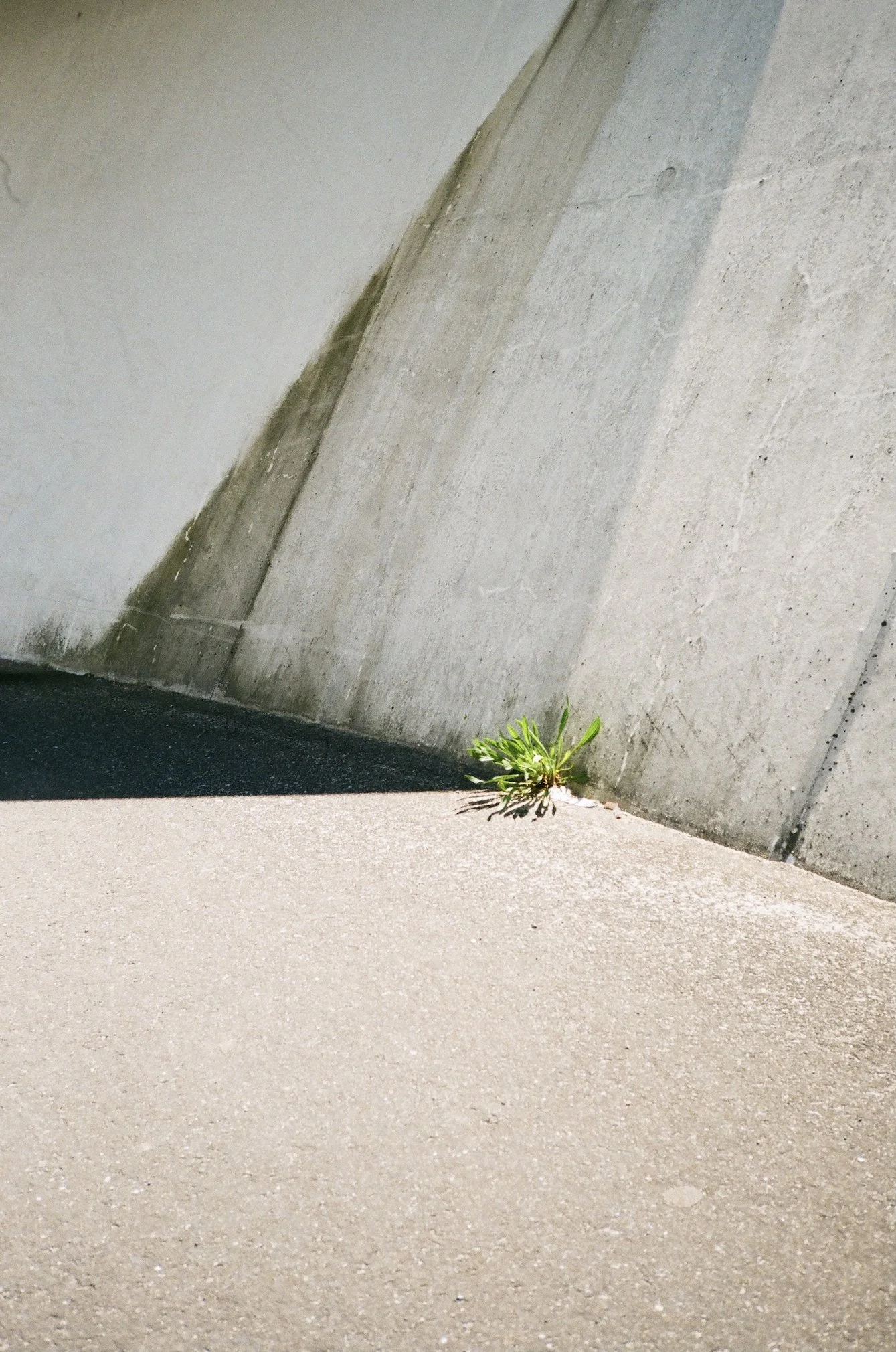 Jan Steuer neues sehen Ecke mit Unkraut im Schatten und Sonne