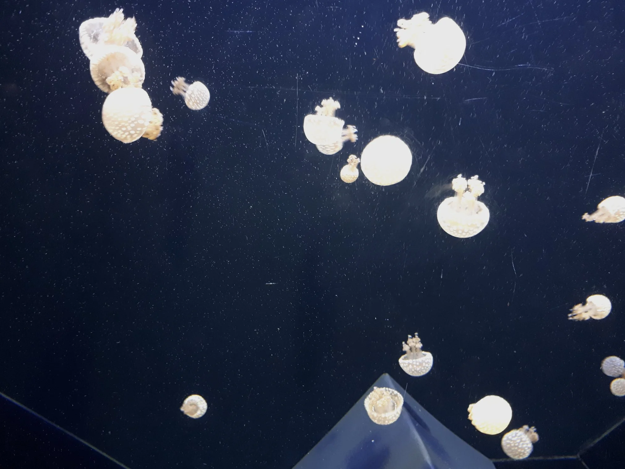 Jan Steuer Neues Sehen Quallen im Wasser mit Blitz