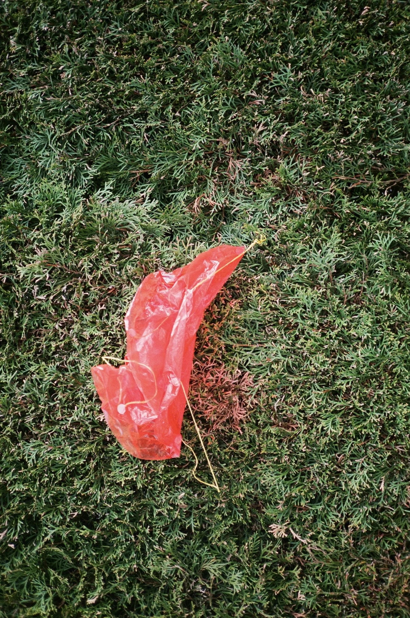 Jan Steuer neues sehen Hecke roter Ballon in Hecke