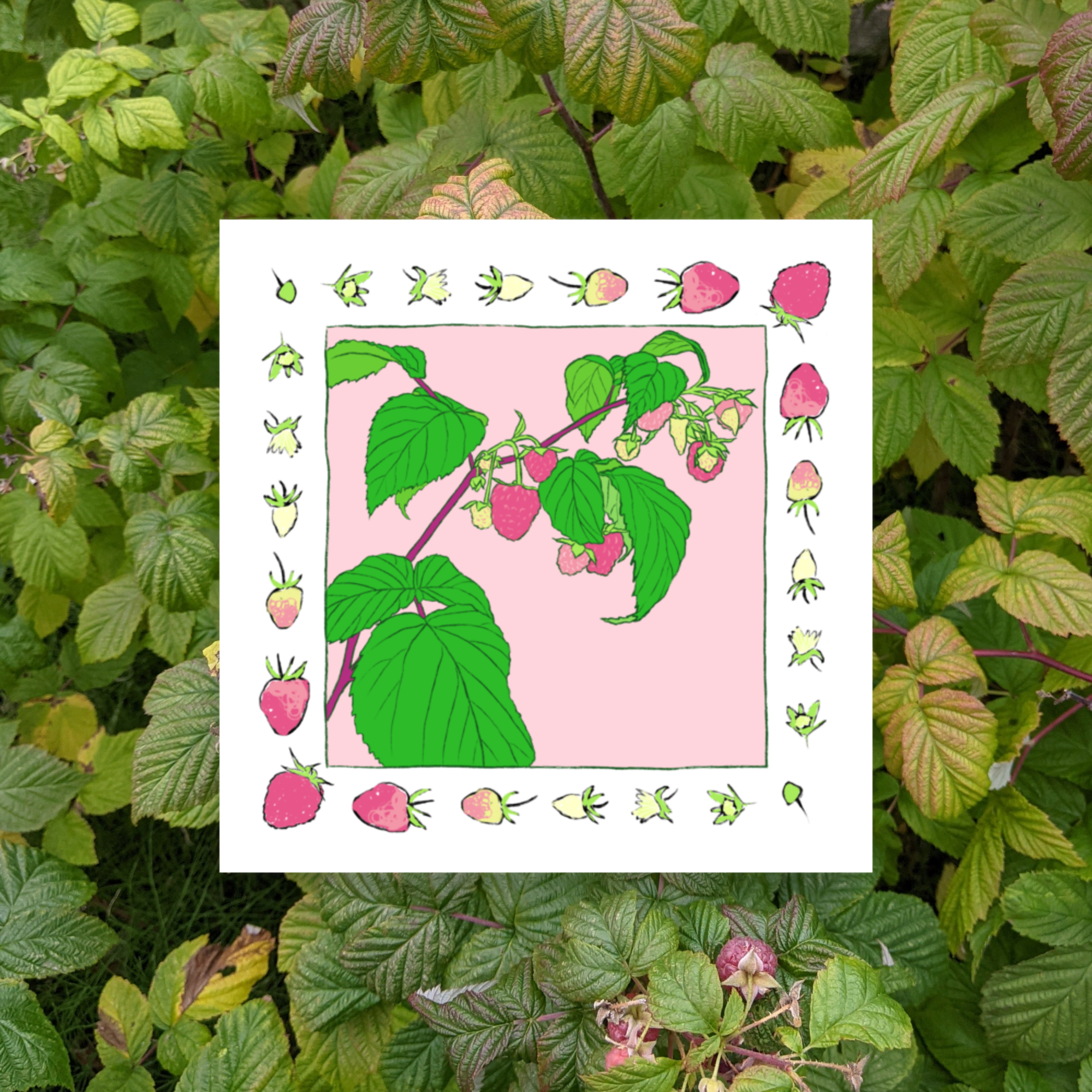 Raspberries poster