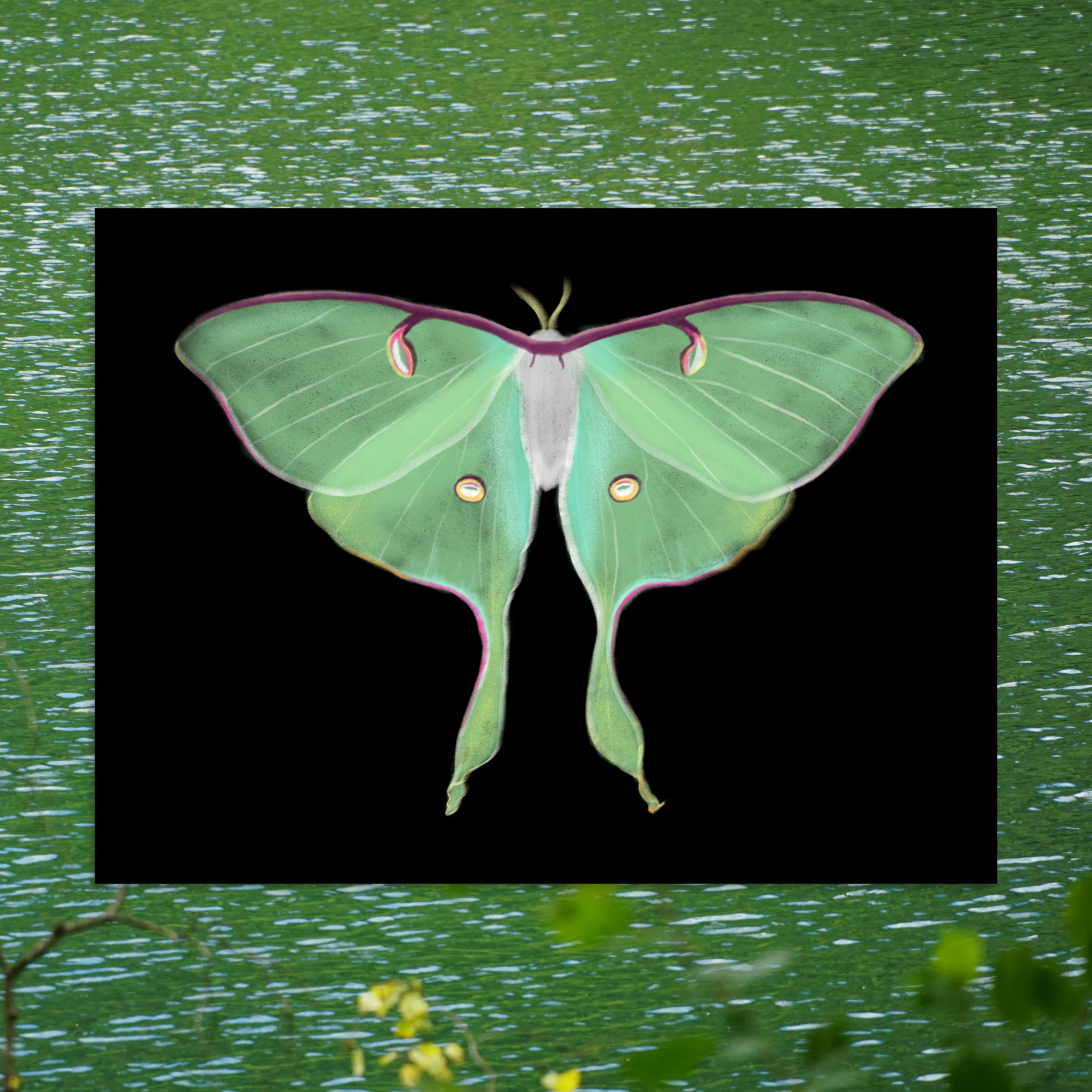 Luna Moth poster