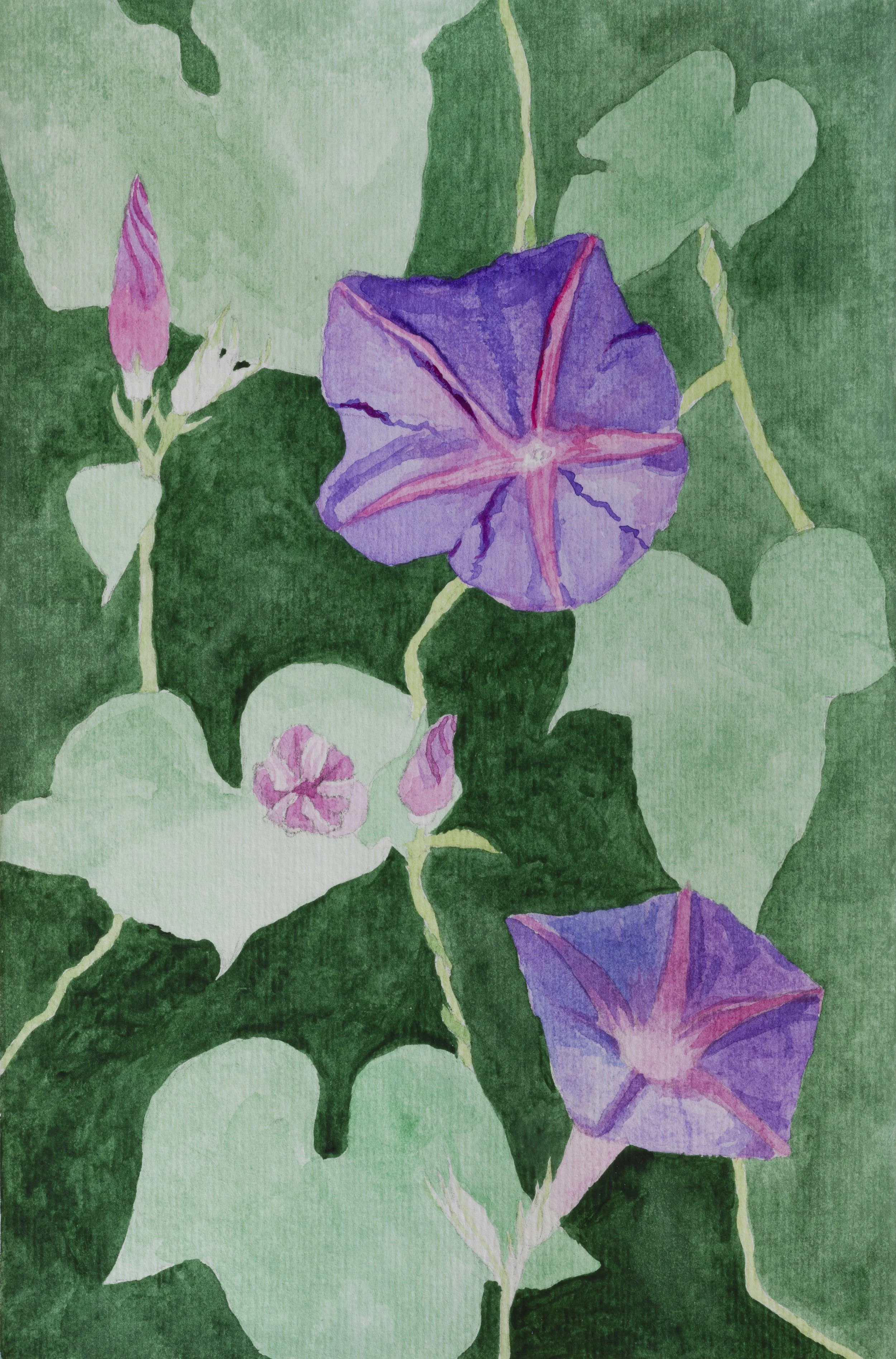 Morning glories.jpg