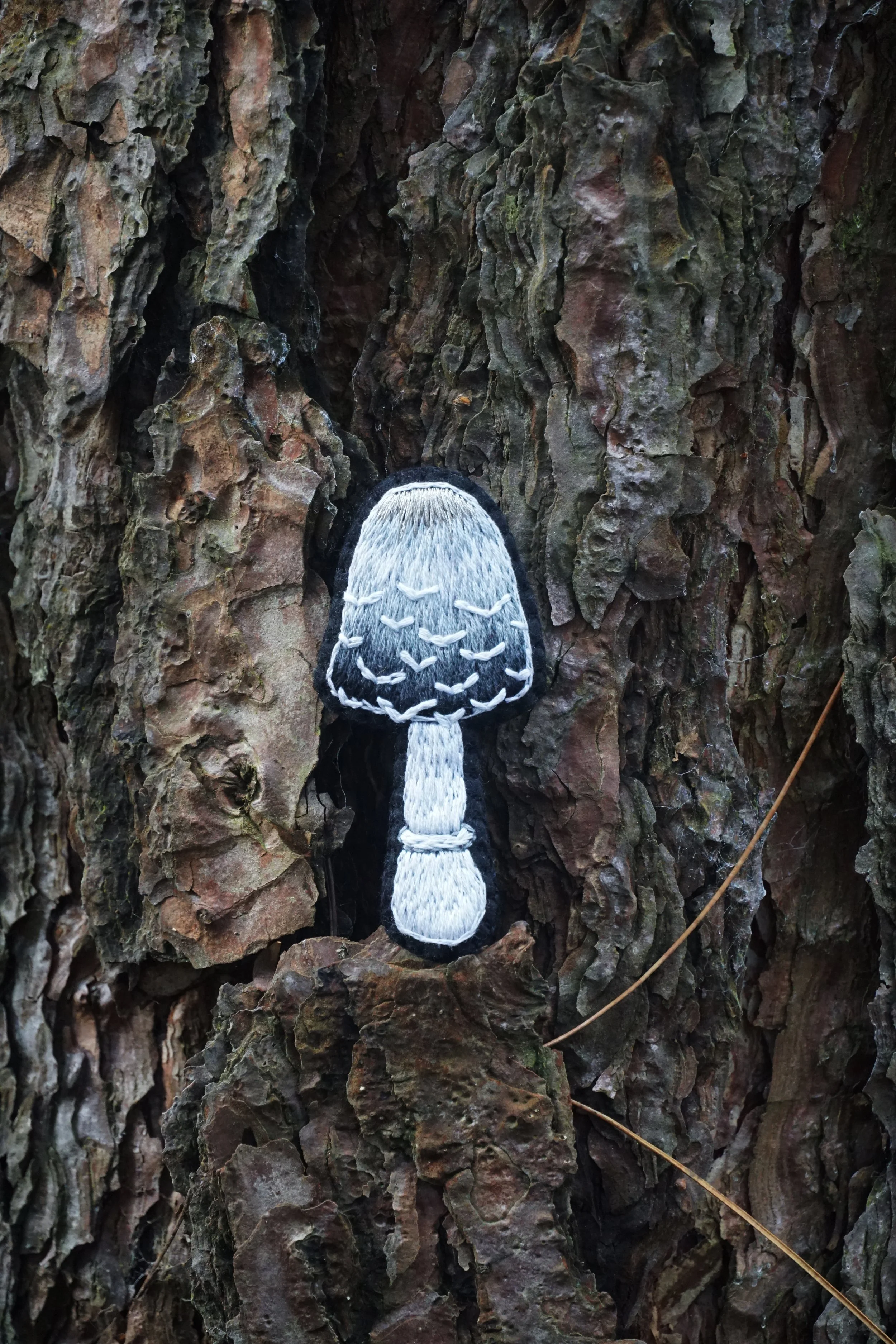 inky cap 2.jpg