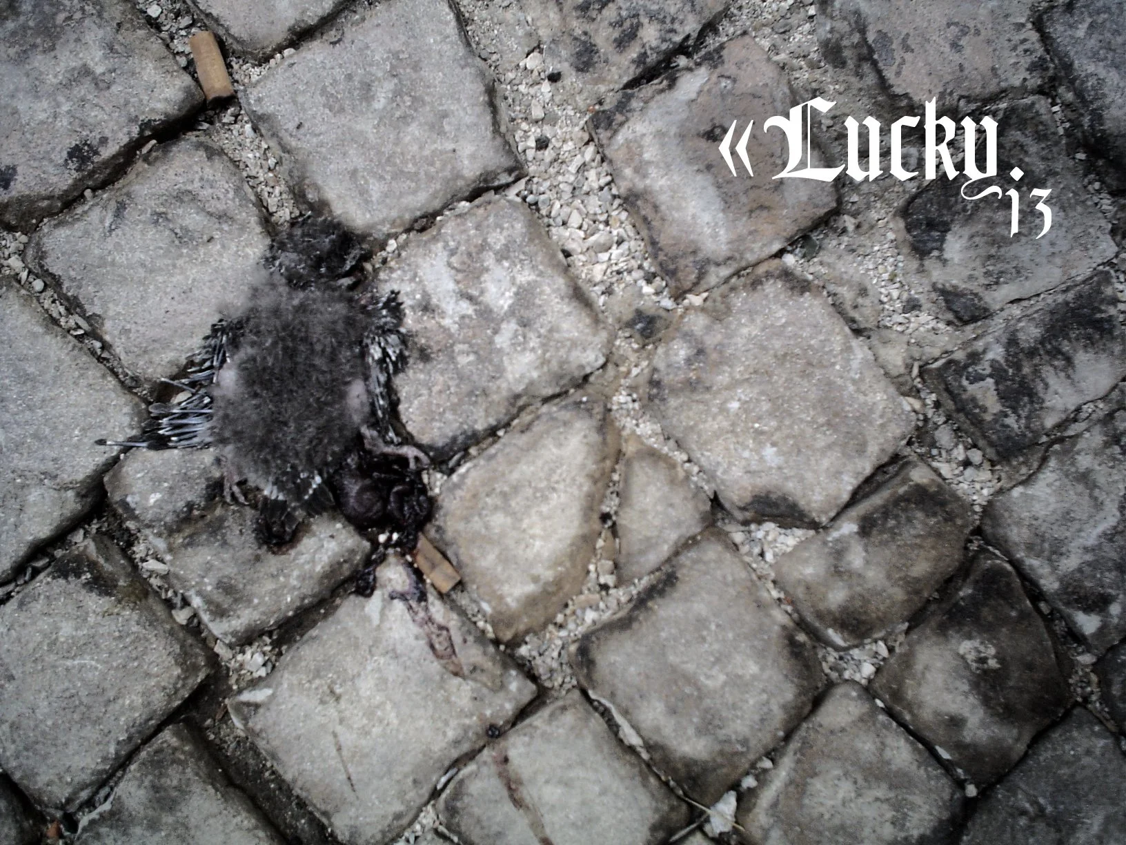 13 lucky.jpg