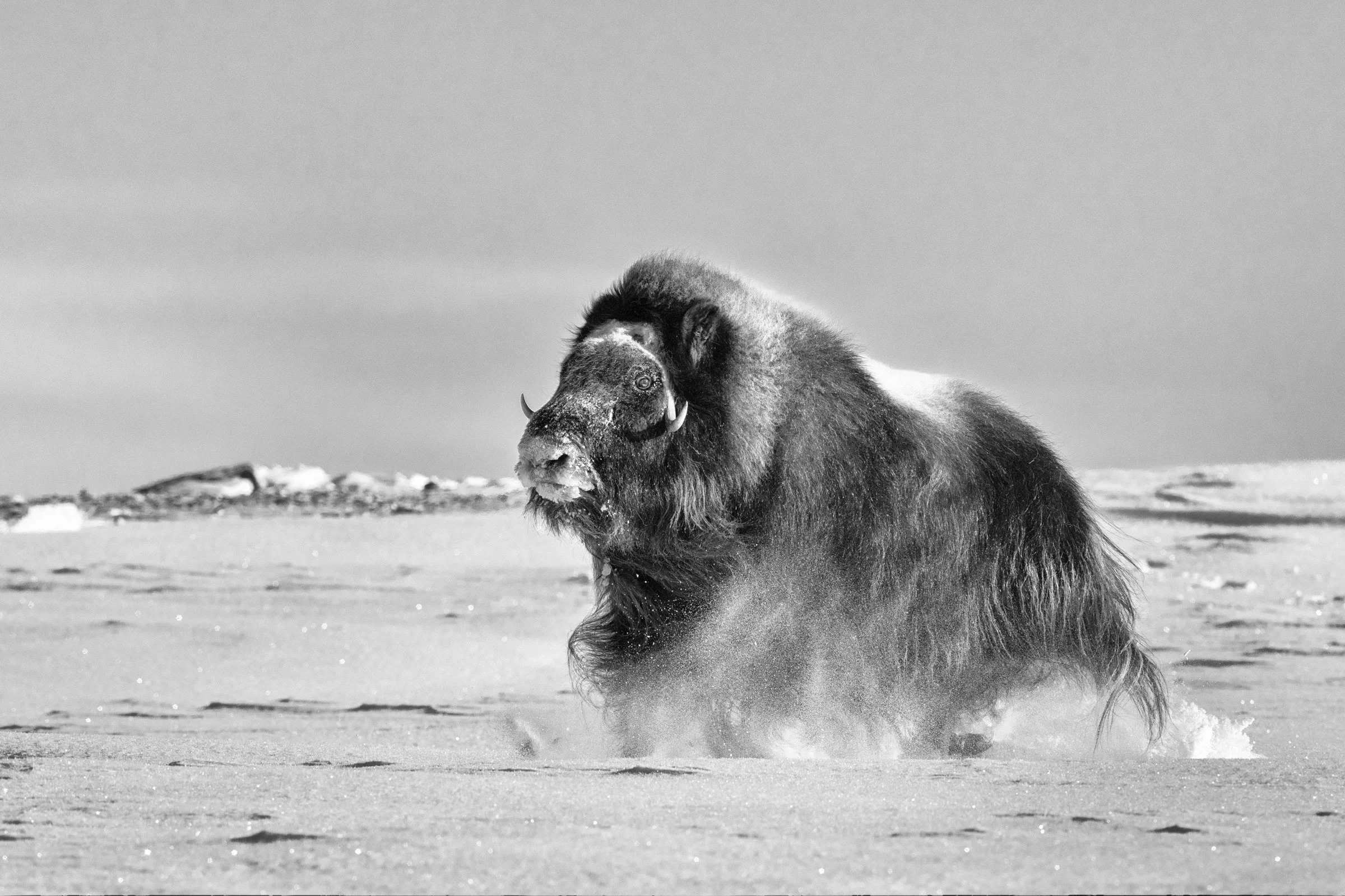 A large musk ox standing on snow-covered ground in a cold, open landscape with no trees, in black and white.