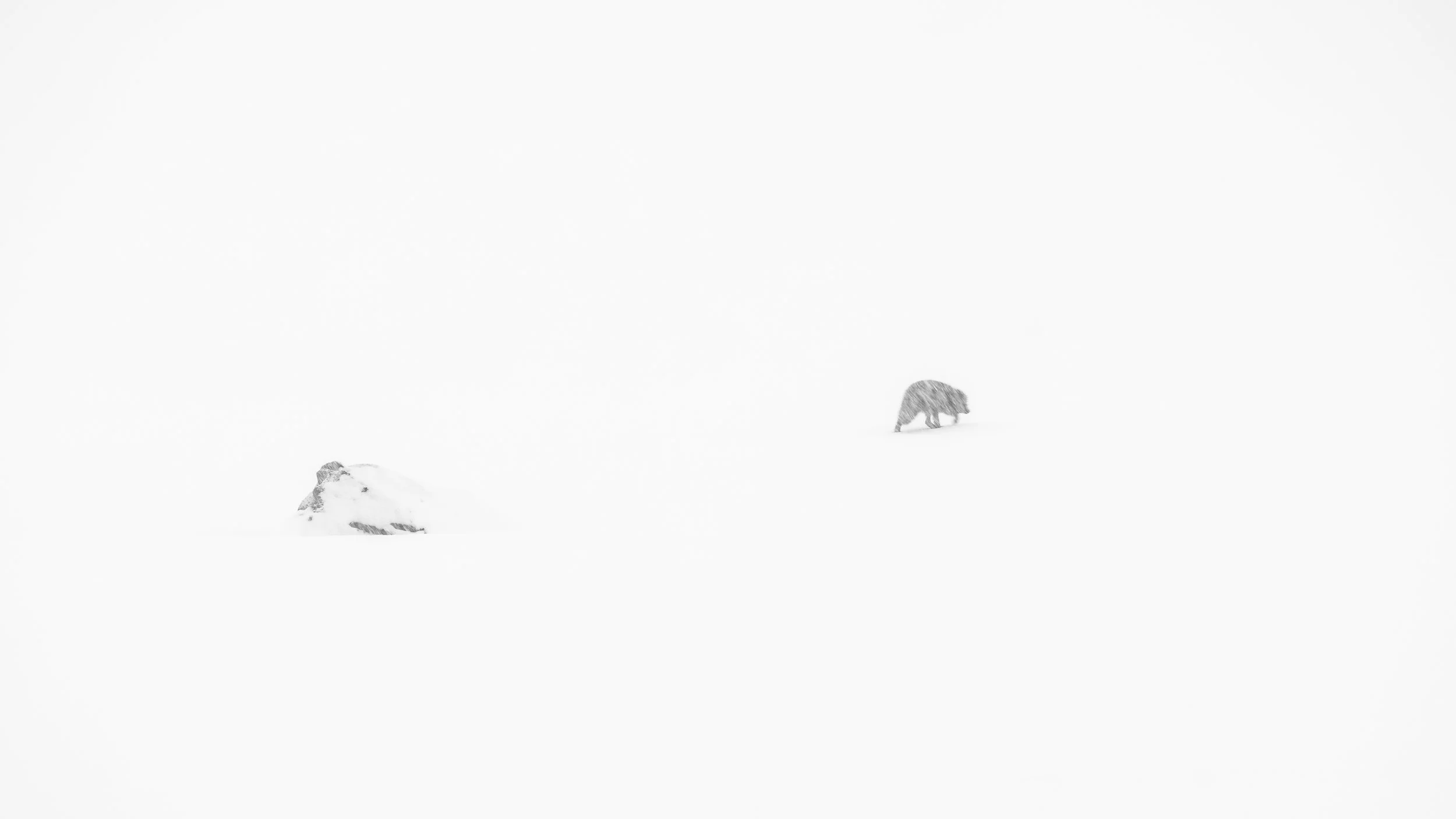 A snowy landscape with two partially visible rocks, and a bear in the distance.