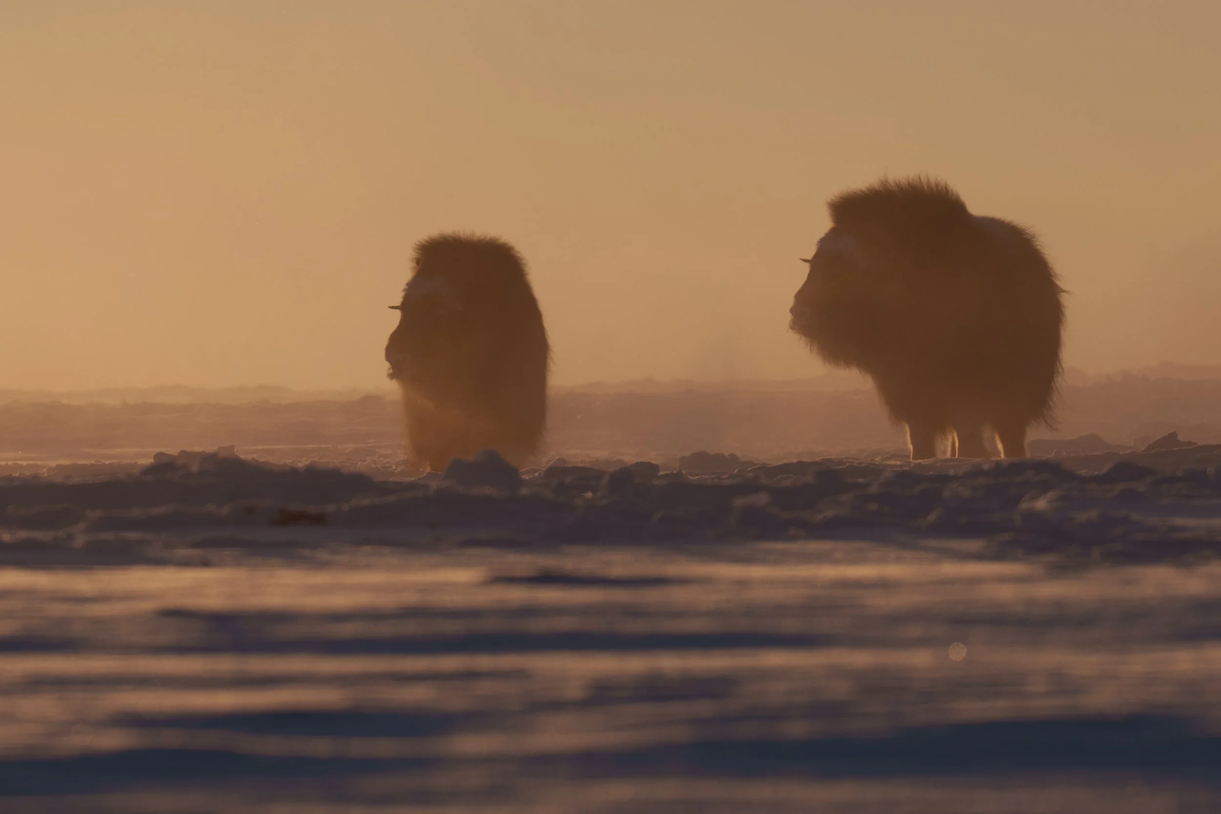 Two musk ox walking through a foggy, snowy landscape at sunset or sunrise.