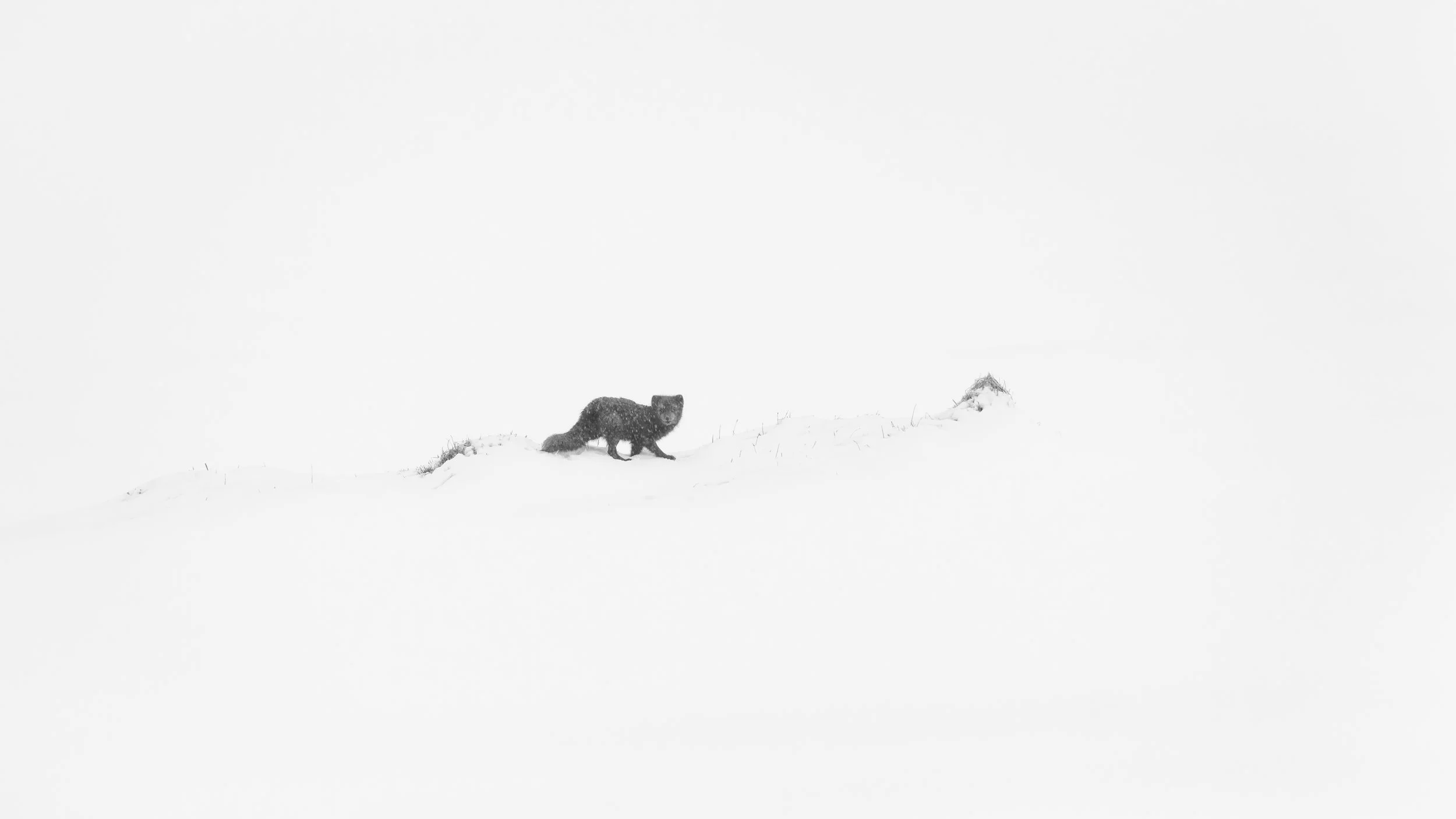 A solitary animal, possibly a dog or wolf, standing on a snow-covered hillside with a vast, white, empty background.