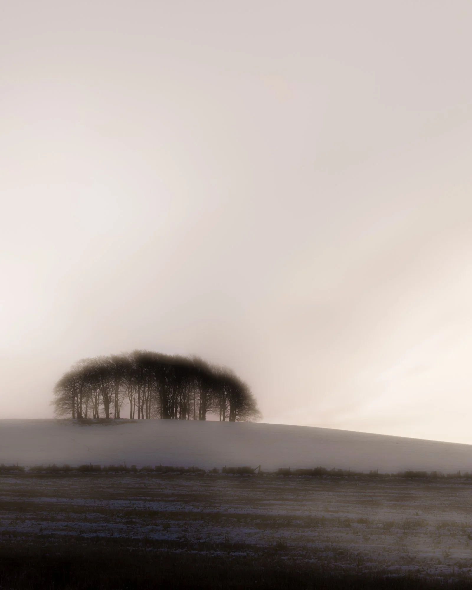 WINTER TREES II