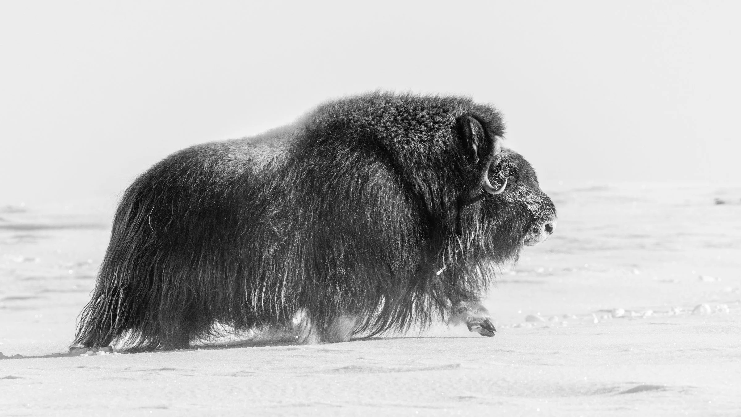 A black and white photo of a musk ox standing on snow-covered ground, facing to the right.