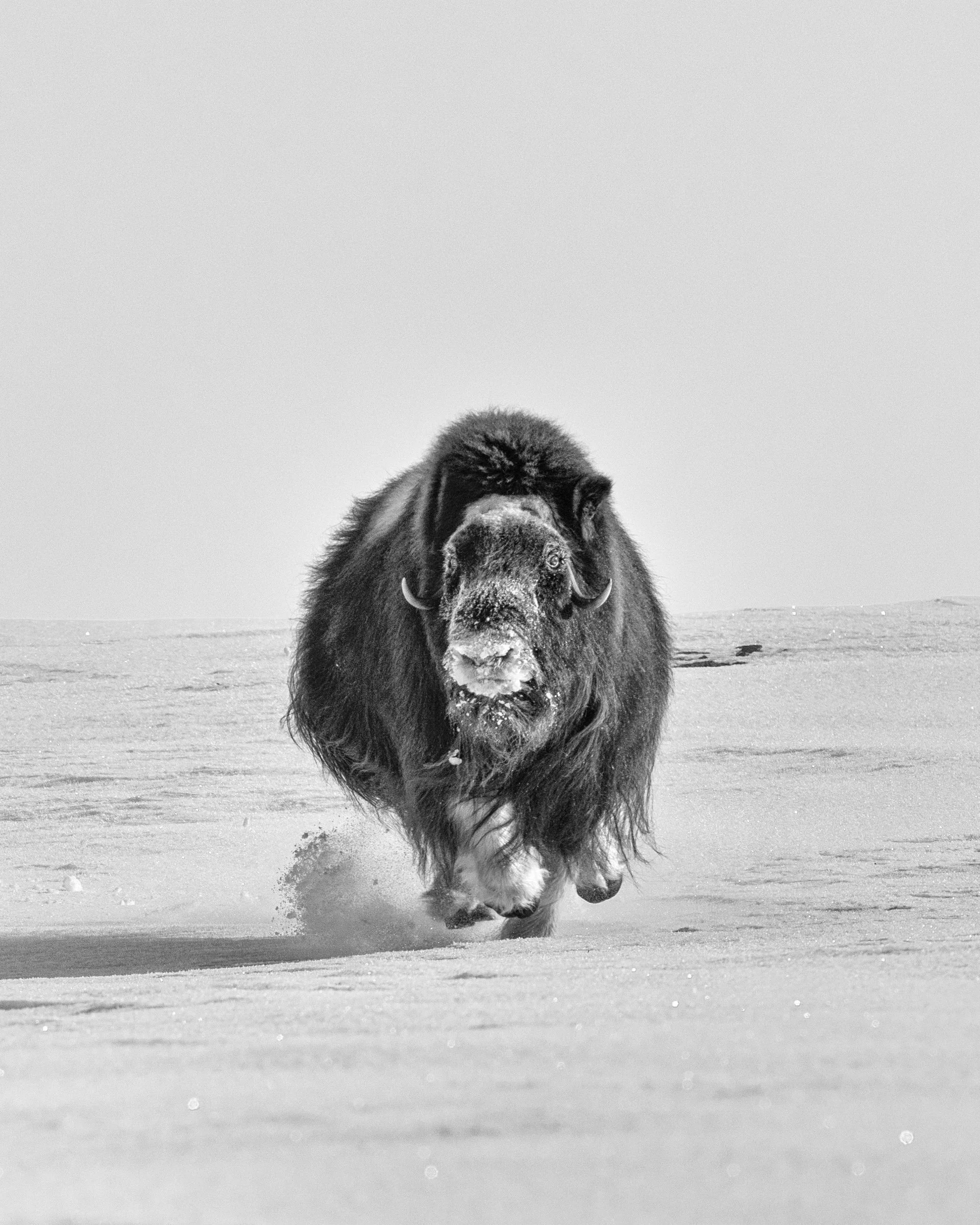 Black and white photo of a charging musk ox on snow-covered landscape.