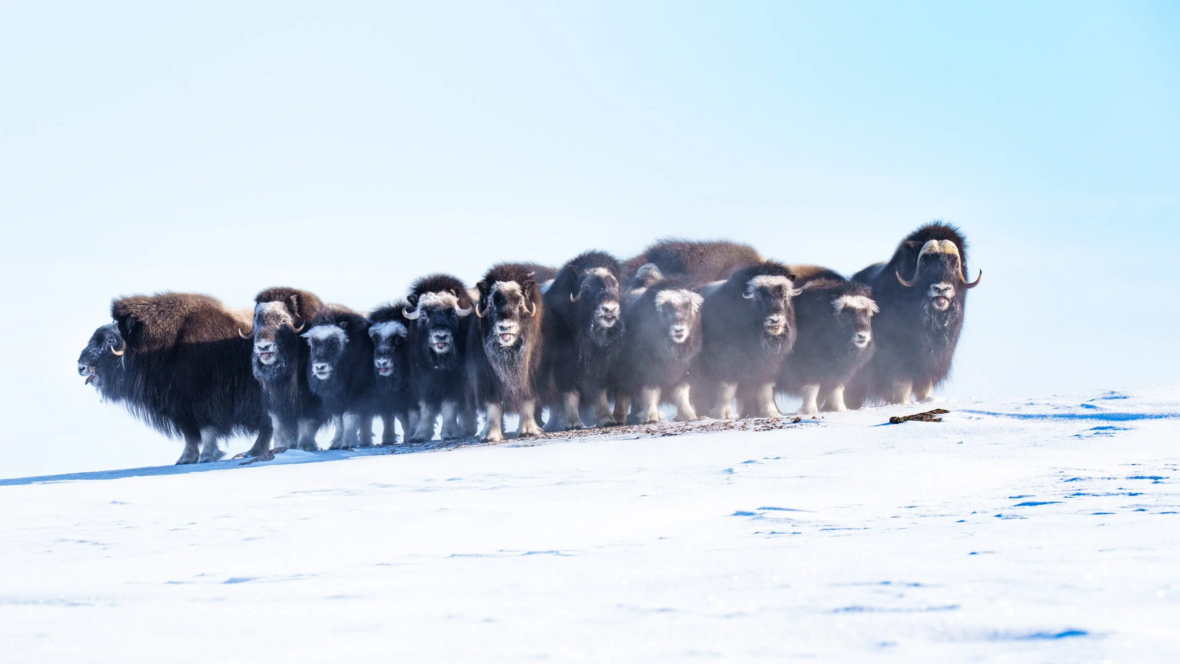 A herd of mus koxen walking on snow in an icy landscape under a clear blue sky.
