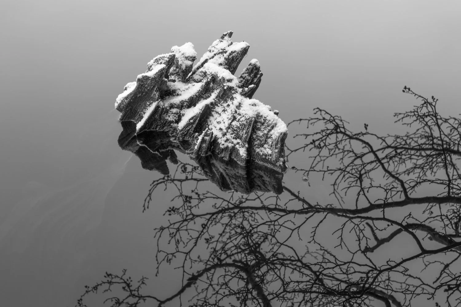 A weathered, snow-covered piece of driftwood floating on a calm body of water, with bare tree branches reflected in the water.