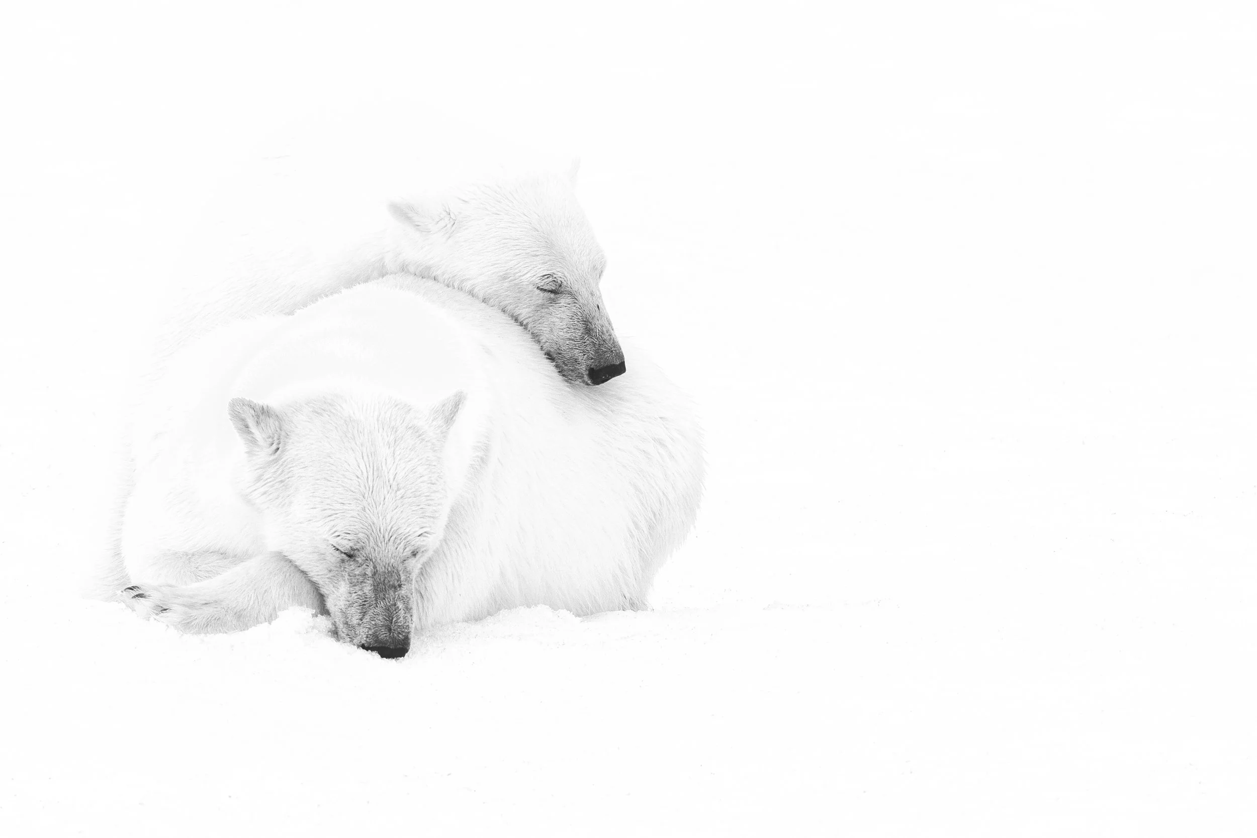 SERIES - PORTRAITS OF THE POLAR BEAR