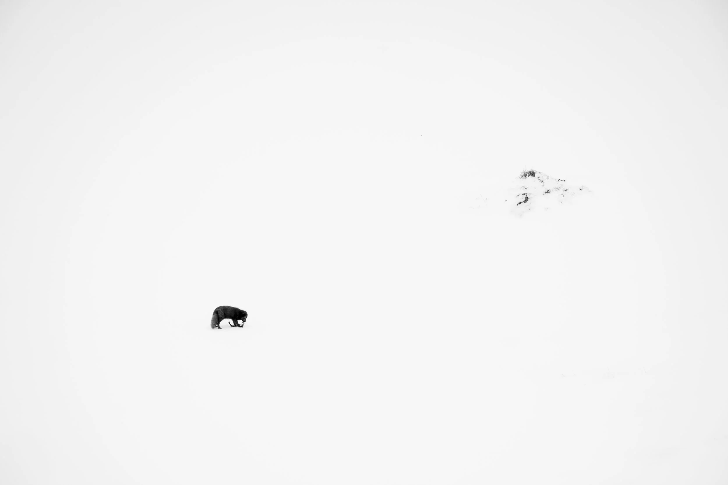 A black bear walking in a snowy landscape with a snow-covered mountain in the background.
