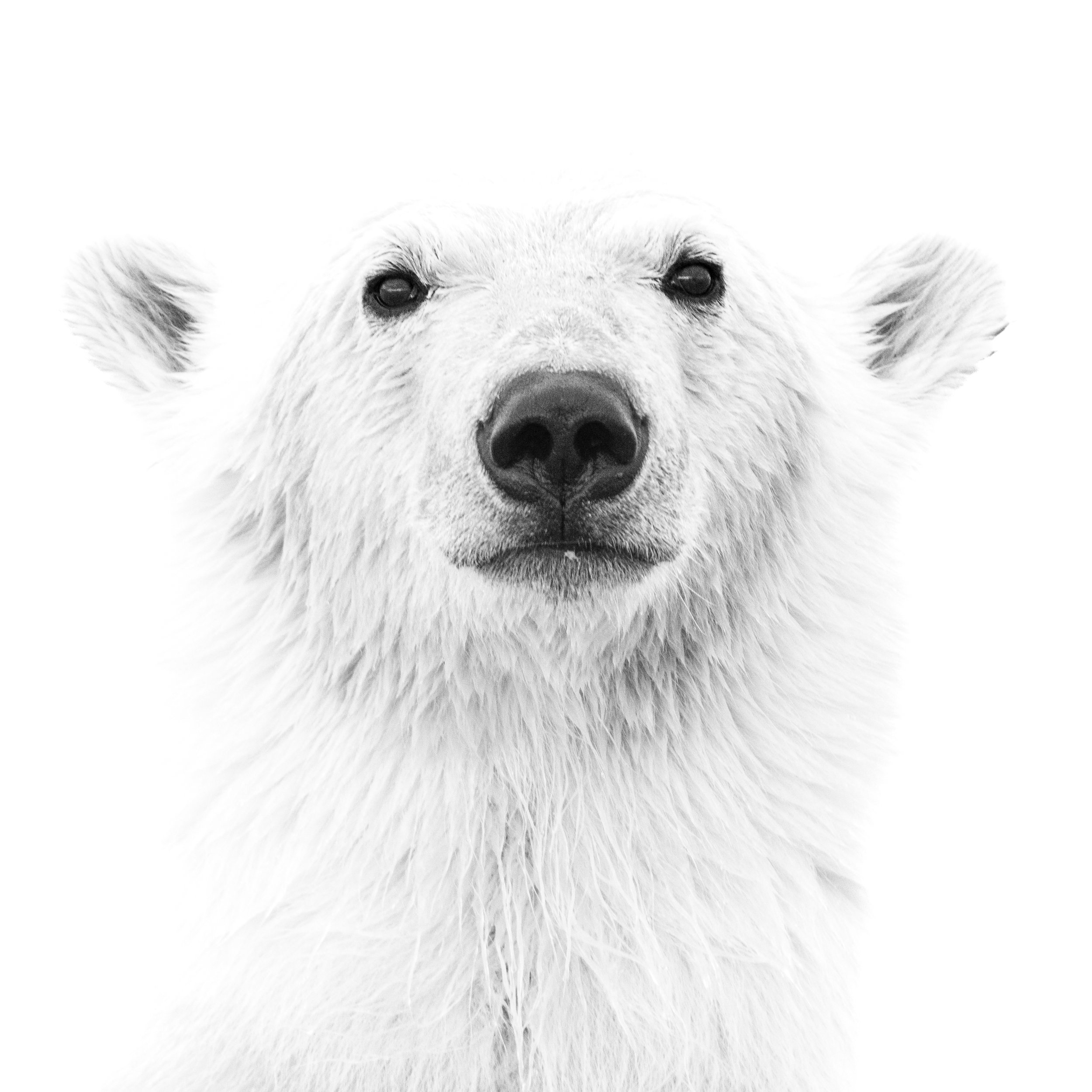PORTRAIT OF A POLAR BEAR
