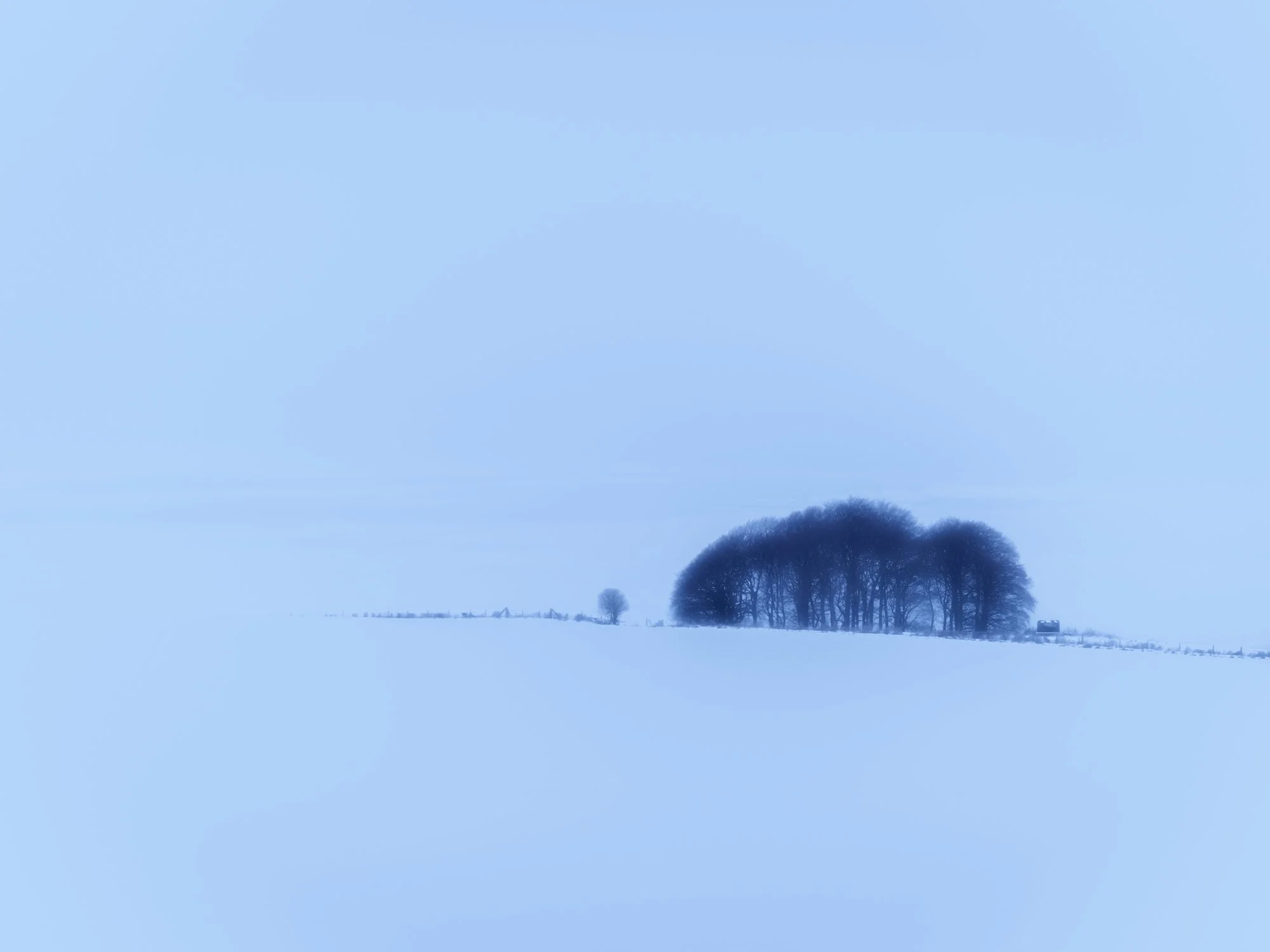 WINTER TREES I