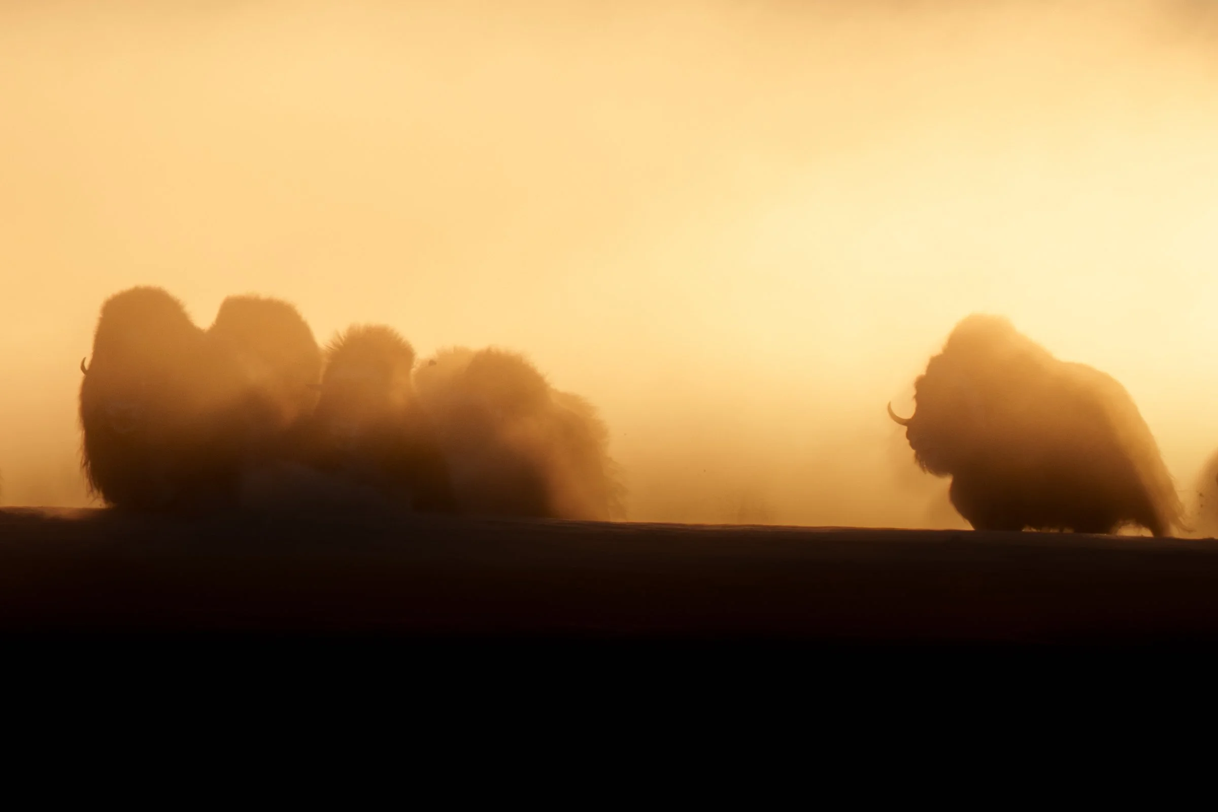 Silhouetted group of musk ox resting on a hill at sunset with a golden sky in the background.