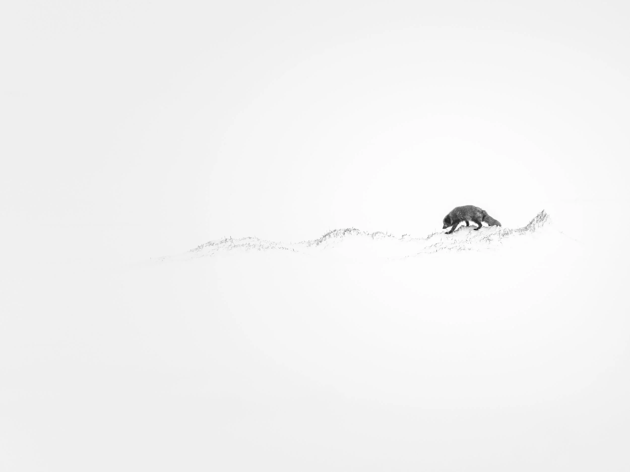 A small rodent, possibly a rabbit or hare, walking on a sparse, snowy landscape against a white background.