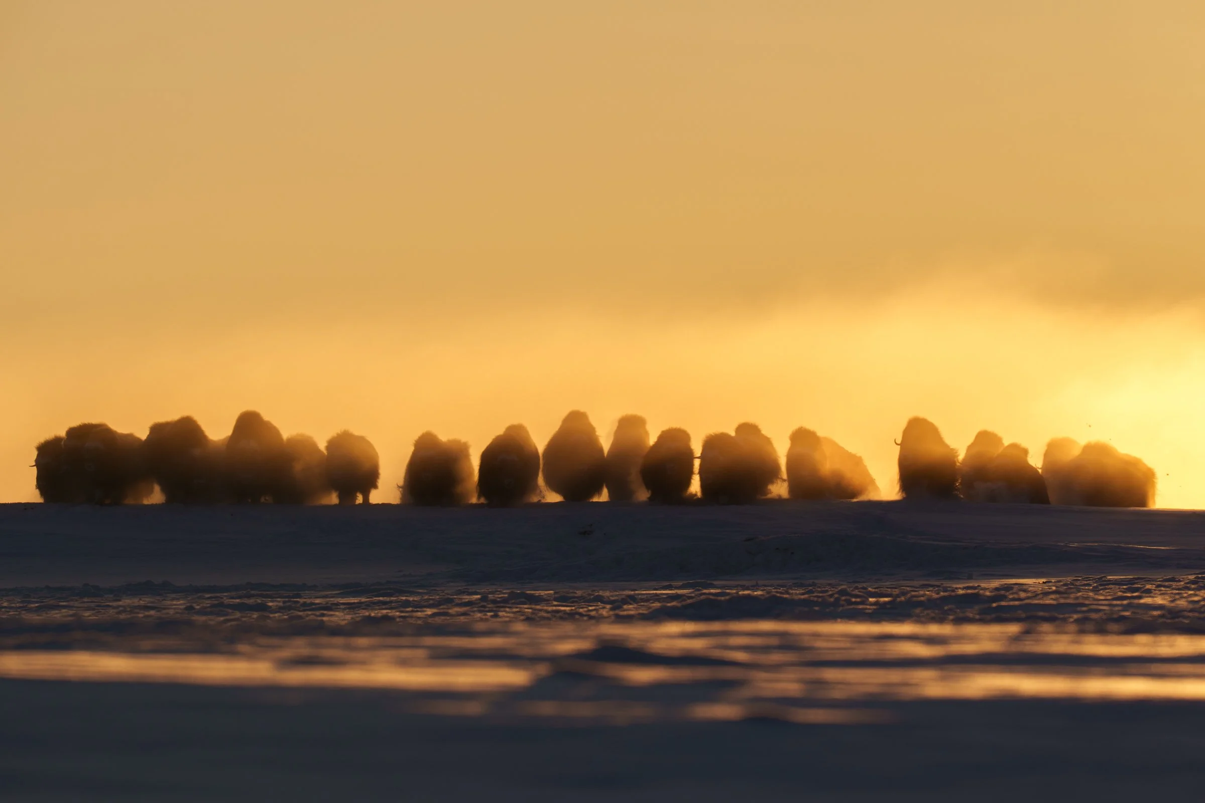 A herd of musk ox standing on snow-covered ground during sunset or sunrise, with a golden sky in the background.