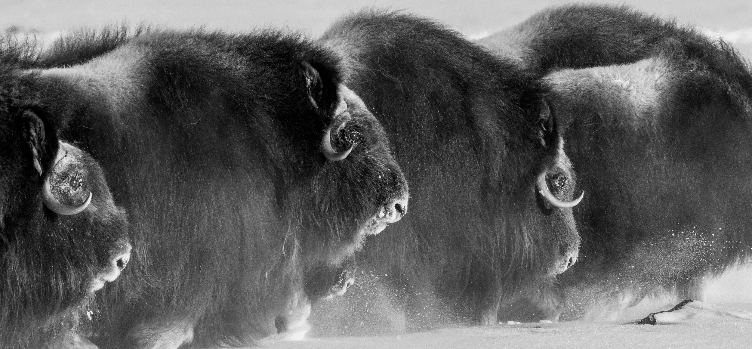 Group of musk ox in a snowy landscape, black and white photograph.