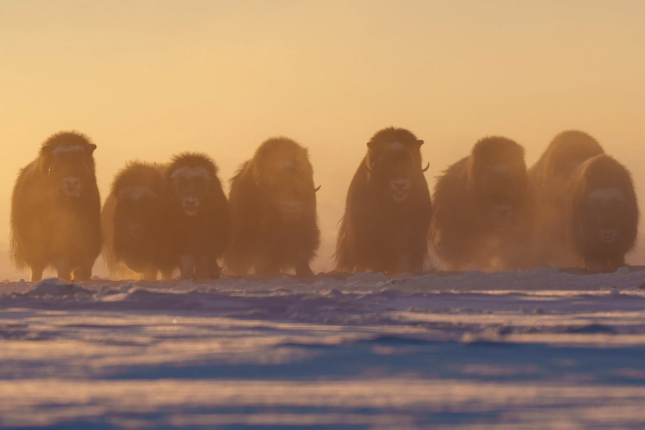 A group of musk oxen walking across snowy ground during sunrise or sunset with a warm, golden sky.