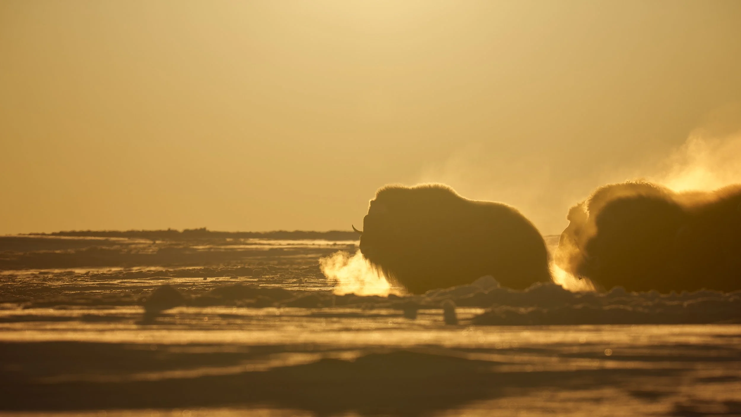 Two musk ox lying on the snow with steam rising near their noses, backlit by a golden sunset in a cold landscape.