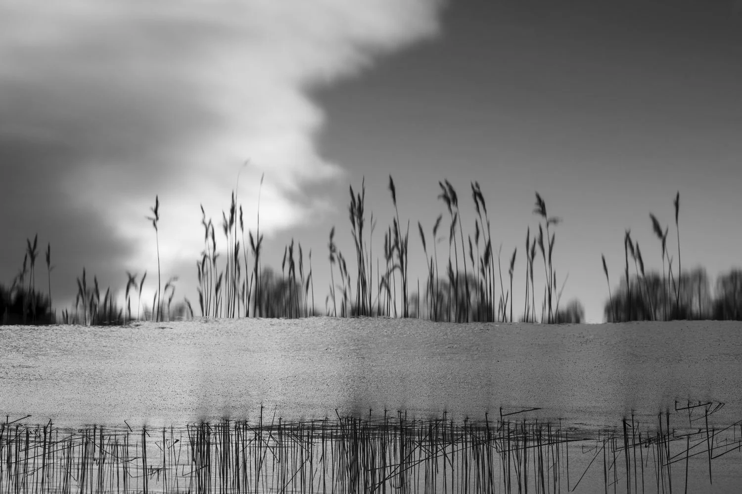 Black and white photo of tall grass and reeds on a snow-covered ground with a cloudy sky in the background.