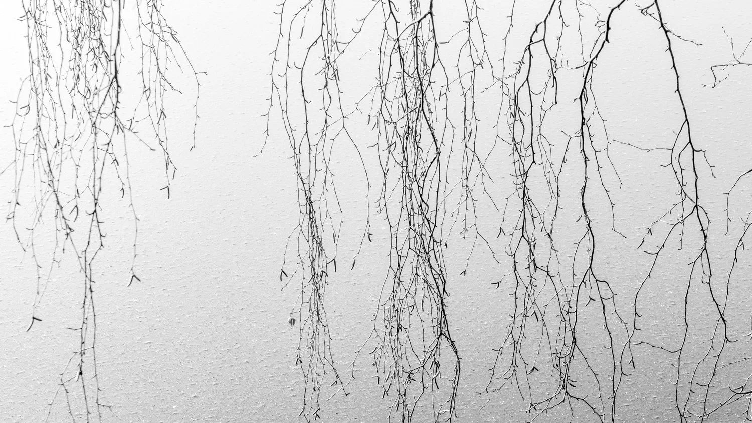 Hanging bare tree branches against a plain white wall.