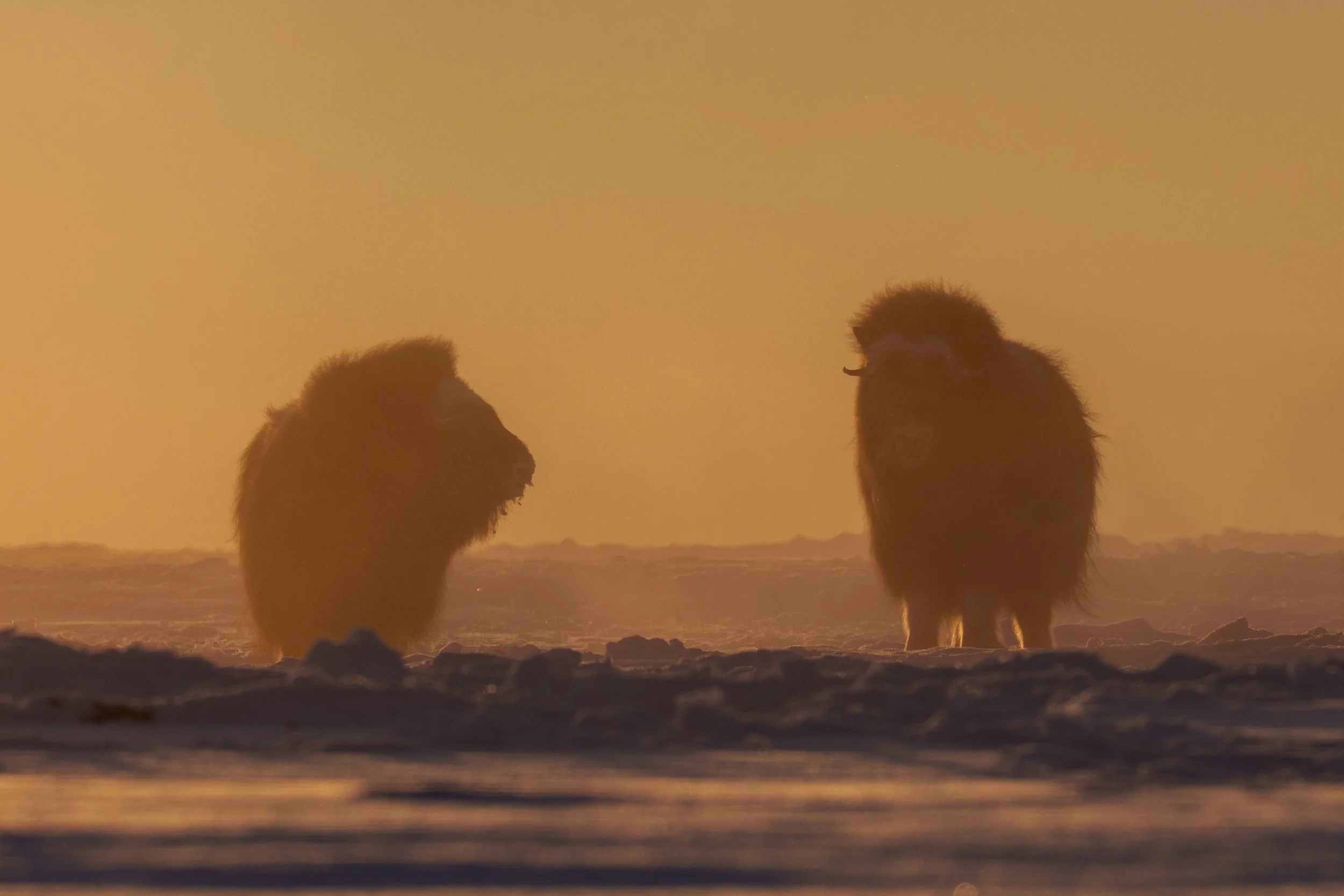Two musk oxen standing on snow-covered ground during sunset or sunrise with golden sky in the background.