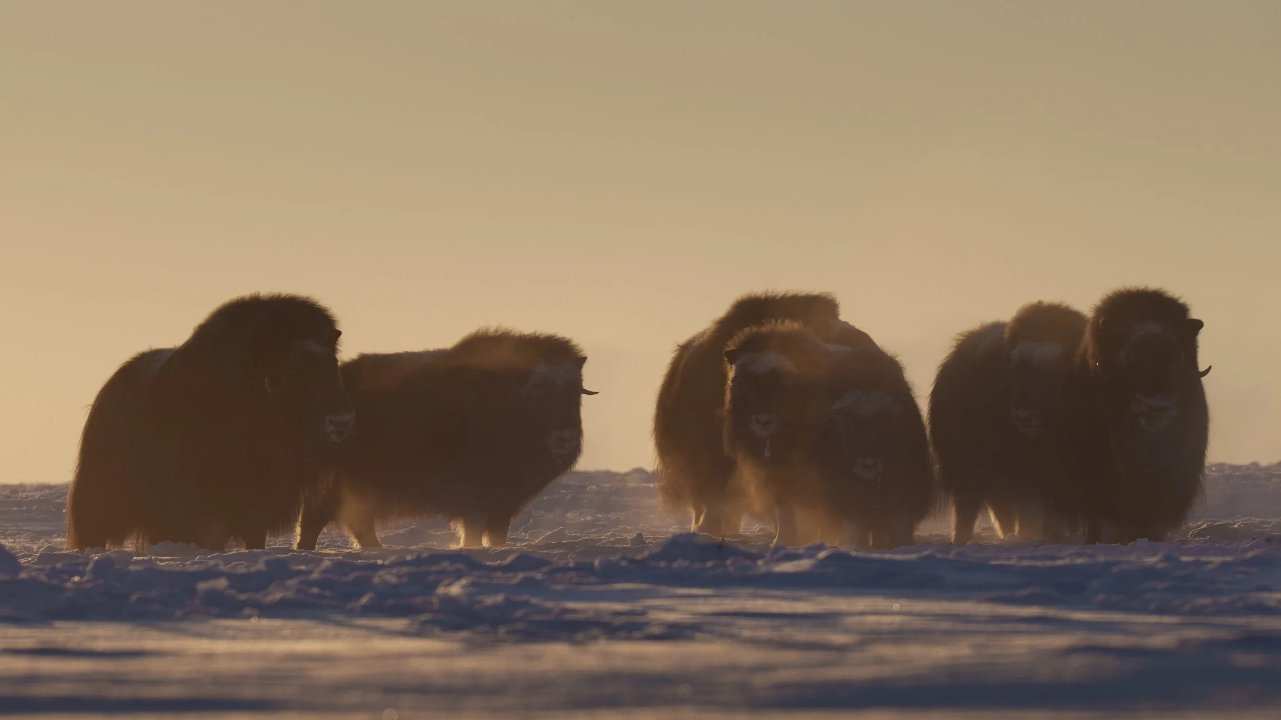 Group of musk oxen standing on snow-covered ground during sunset.