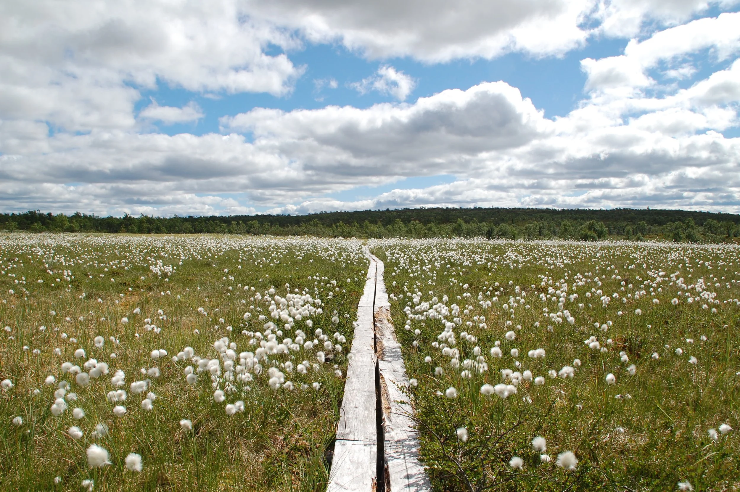 A landscape photo of a field full of tufted white wildflowers. Planks lead from the bottom center of the frame to the horizon. The sky is blue with white clouds. Photo credit: Kelly Nielsen