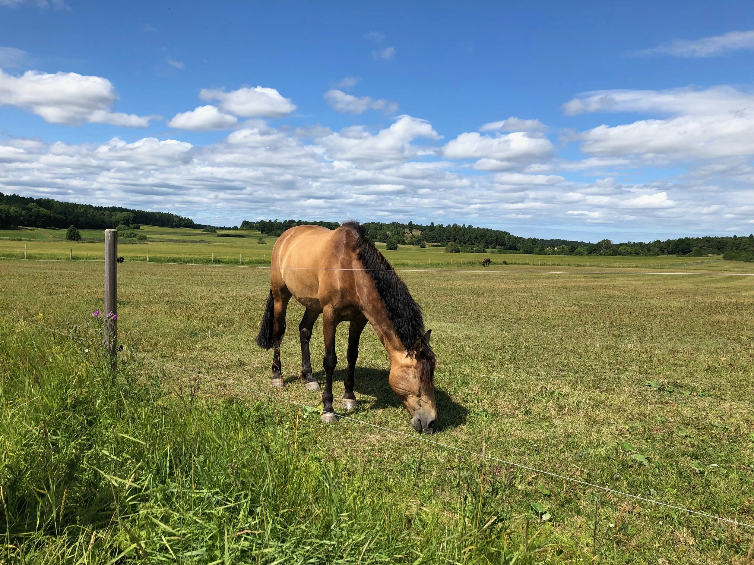 Golden brown horse with a black mane grazing in a field on a sunny day