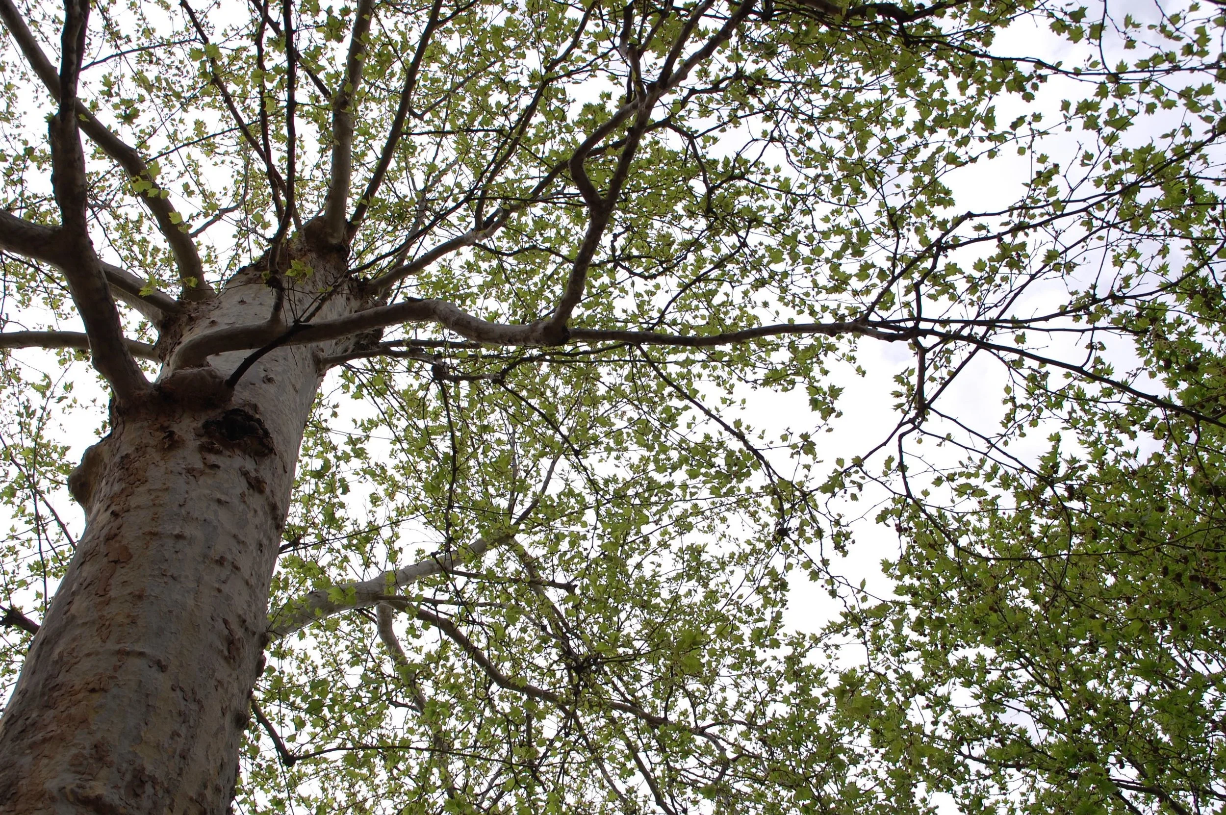A photo looking up at the branches of a deciduous tree. The trunk of the tree is in the far left of the frame. Photo credit: Kelly Nielsen