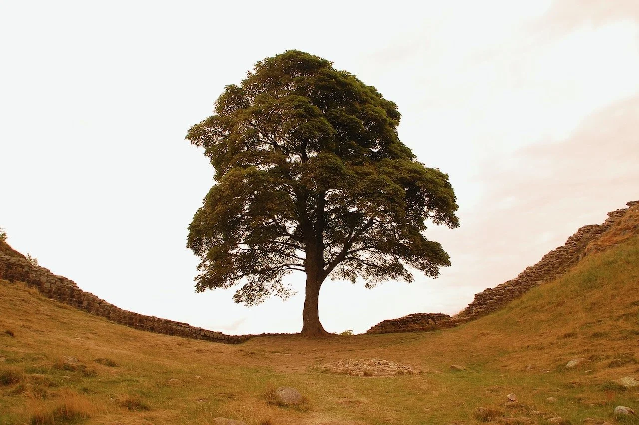 A photo of the beloved Sycamore Gap tree in Hadrian's Wall. The photo has a sepia tone to its color. Photo credit: Kelly Nielsen