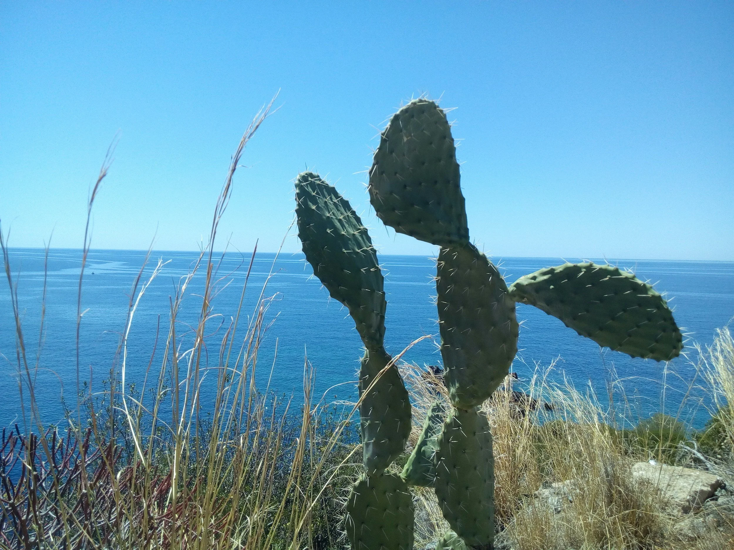 A large prickly pear cactus with green pads and spines, with dry grass and bushes in the foreground, and the ocean and clear blue sky in the background.