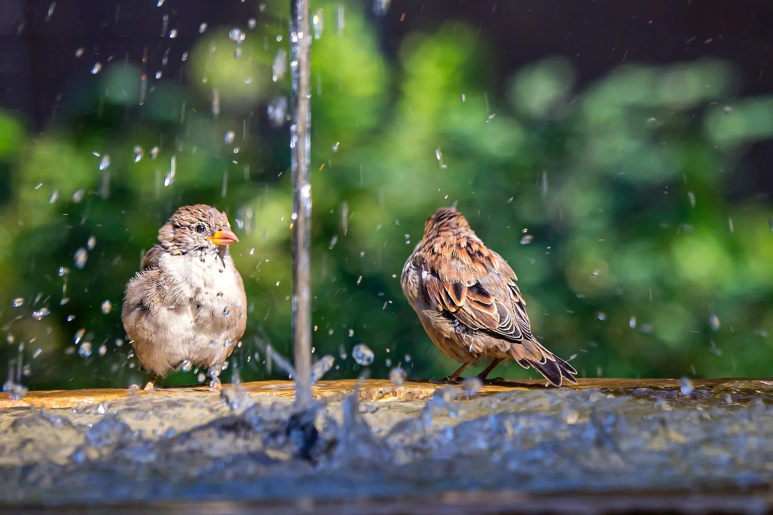 Twee vogels baden onder een fontein met waterdruppels, één vogels zit op een houten rand en de ander staat ernaast, met groene bladeren op de achtergrond.