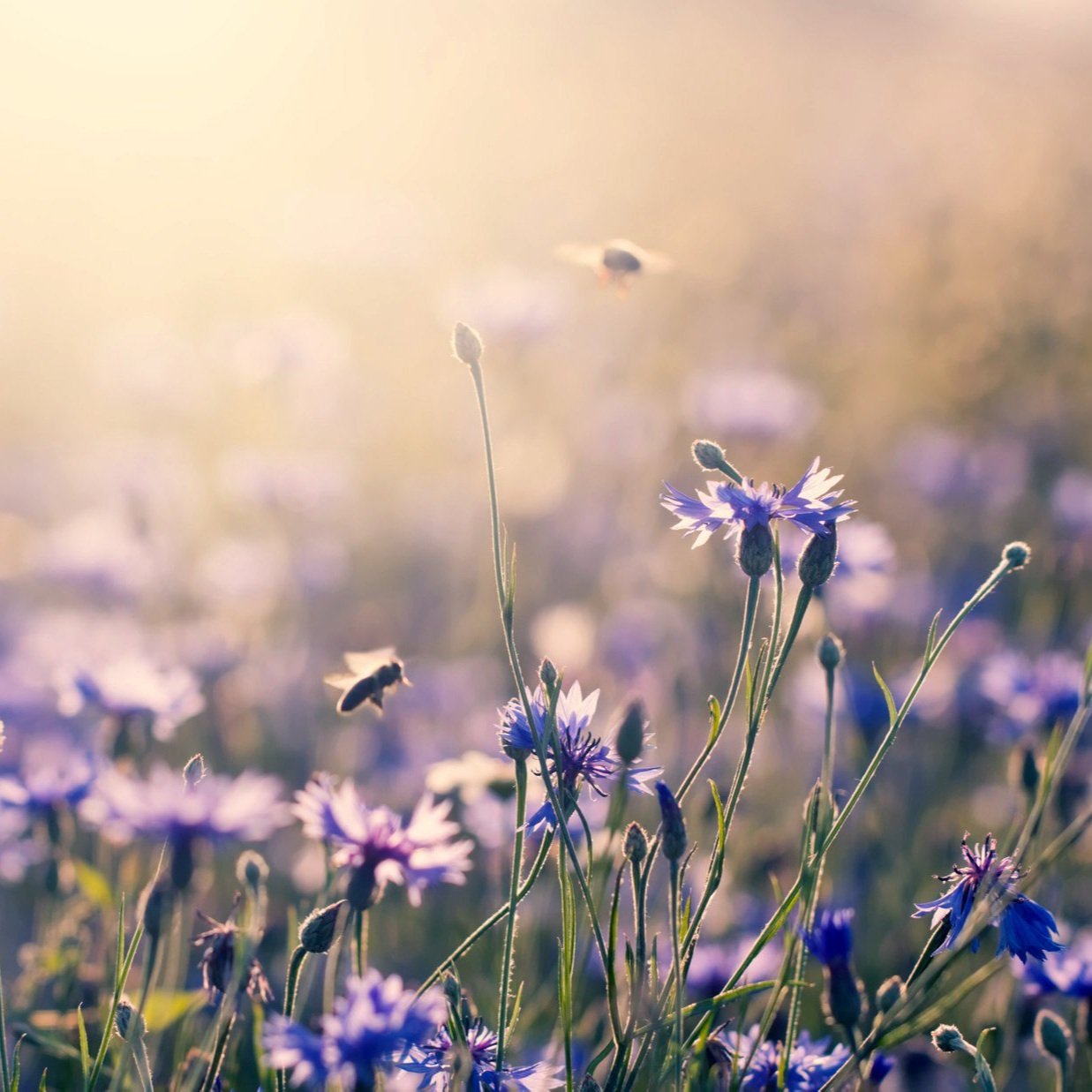 Veld met paarse bloemen en bijen in de vroege ochtendzon