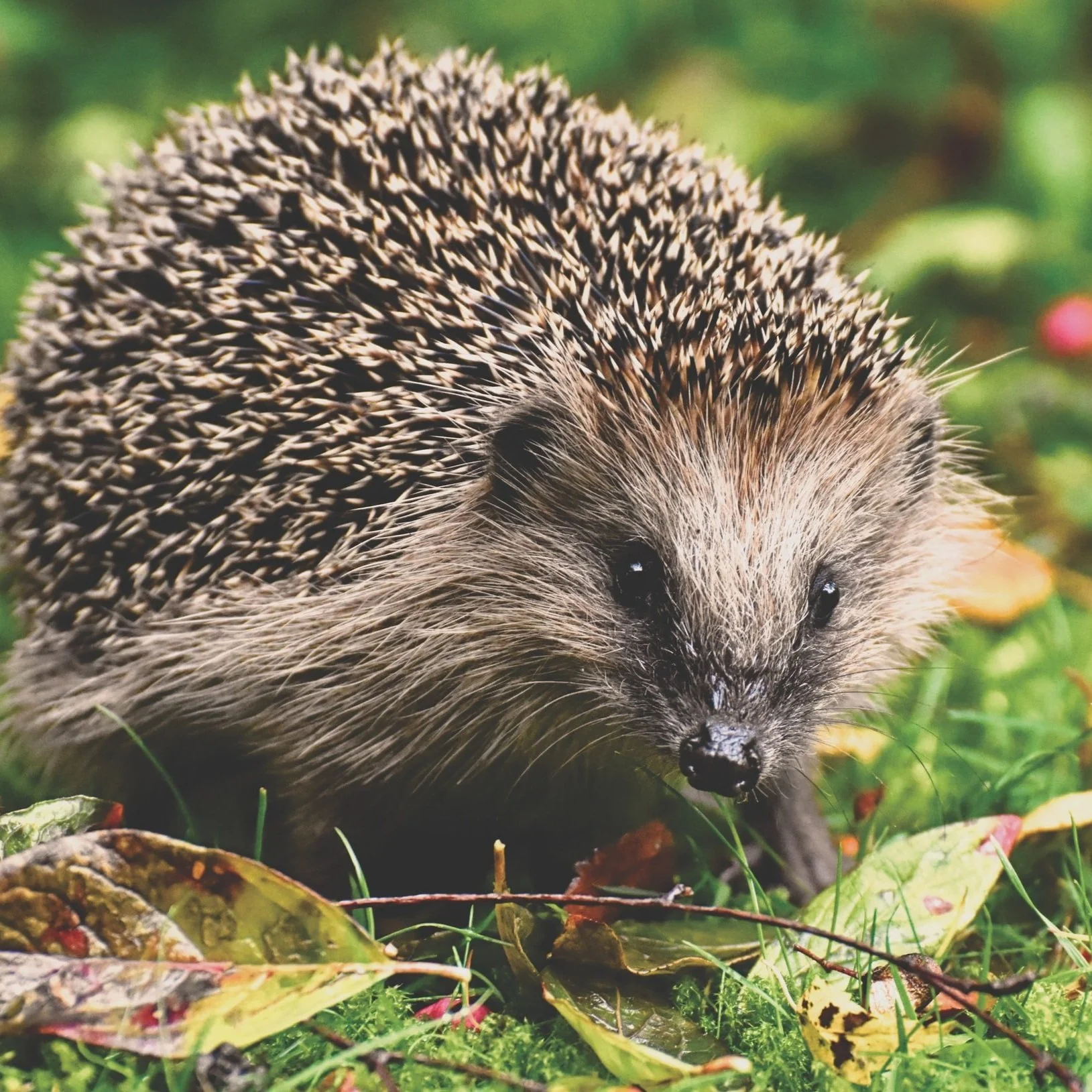 Close-up van een egel op gras met bladeren.