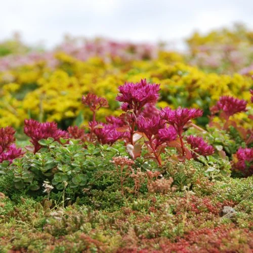Close-up van roze en groene tuinplanten met een bloemenweide op de achtergrond.