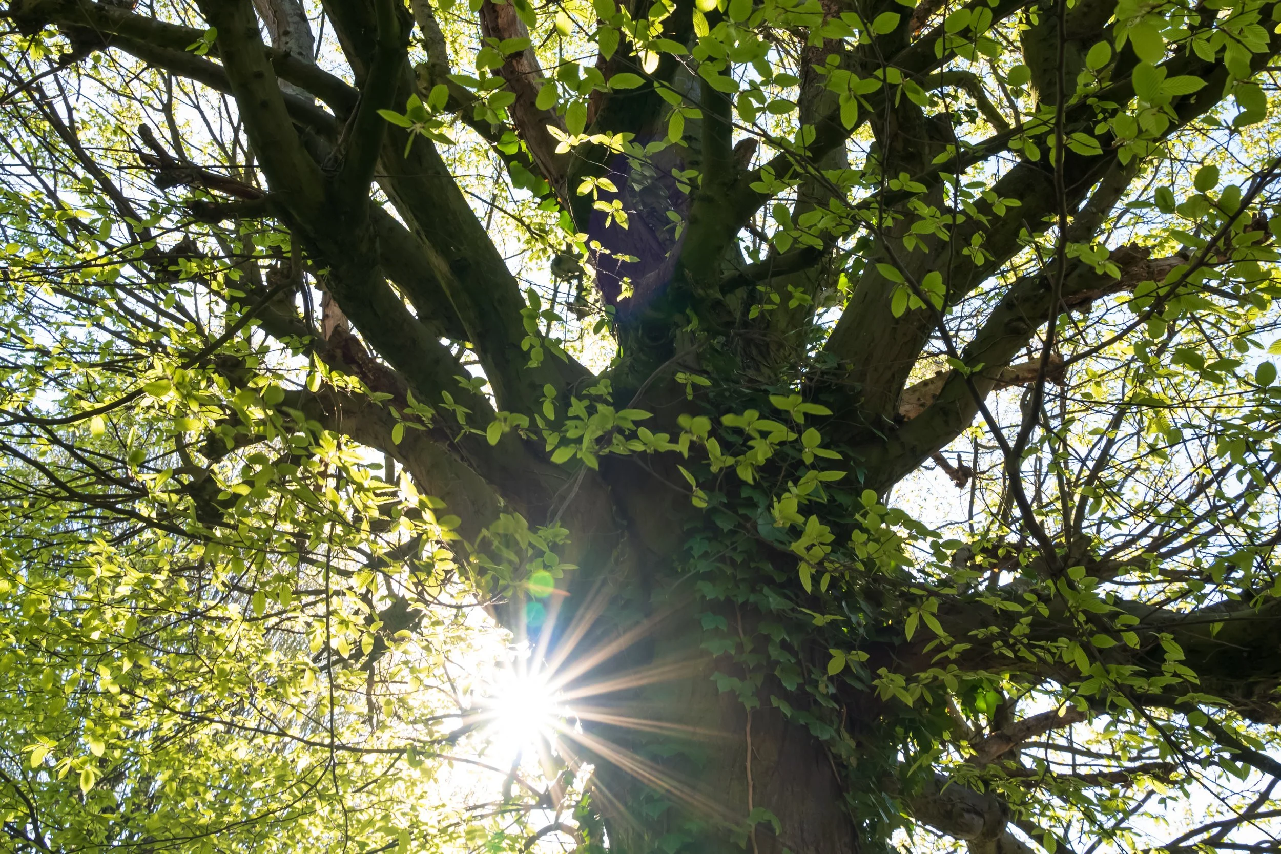 Een grote boom met groen blad waar de zon doorheen schijnt.