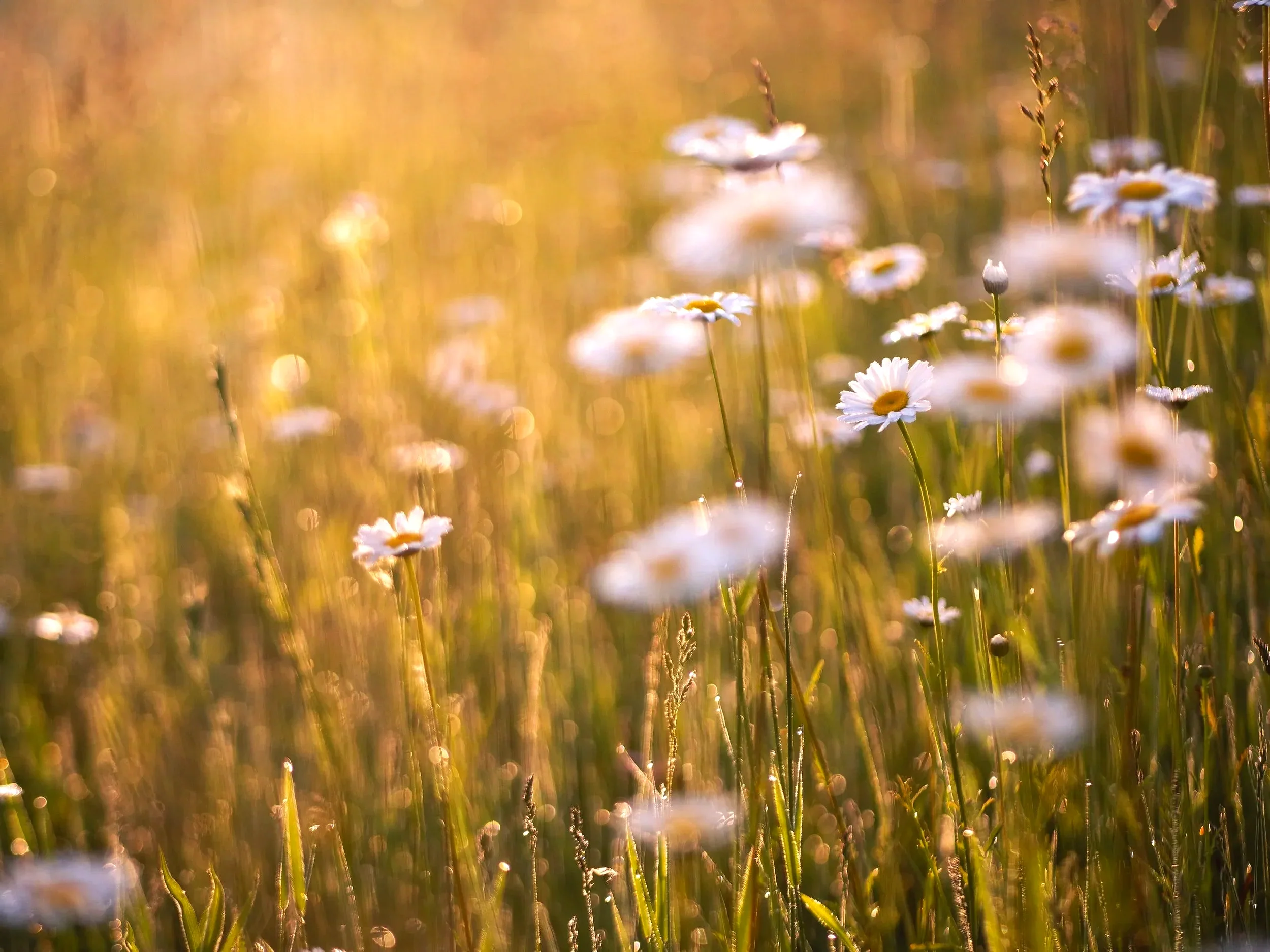 Een veld met madeliefjes in de zonsondergang, met een warme gouden gloed en een zachte focus.