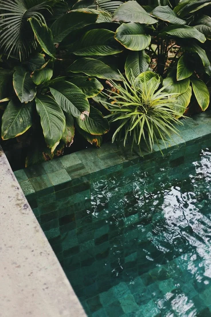 Green leafy plants next to a swimming pool with tiled edge.
